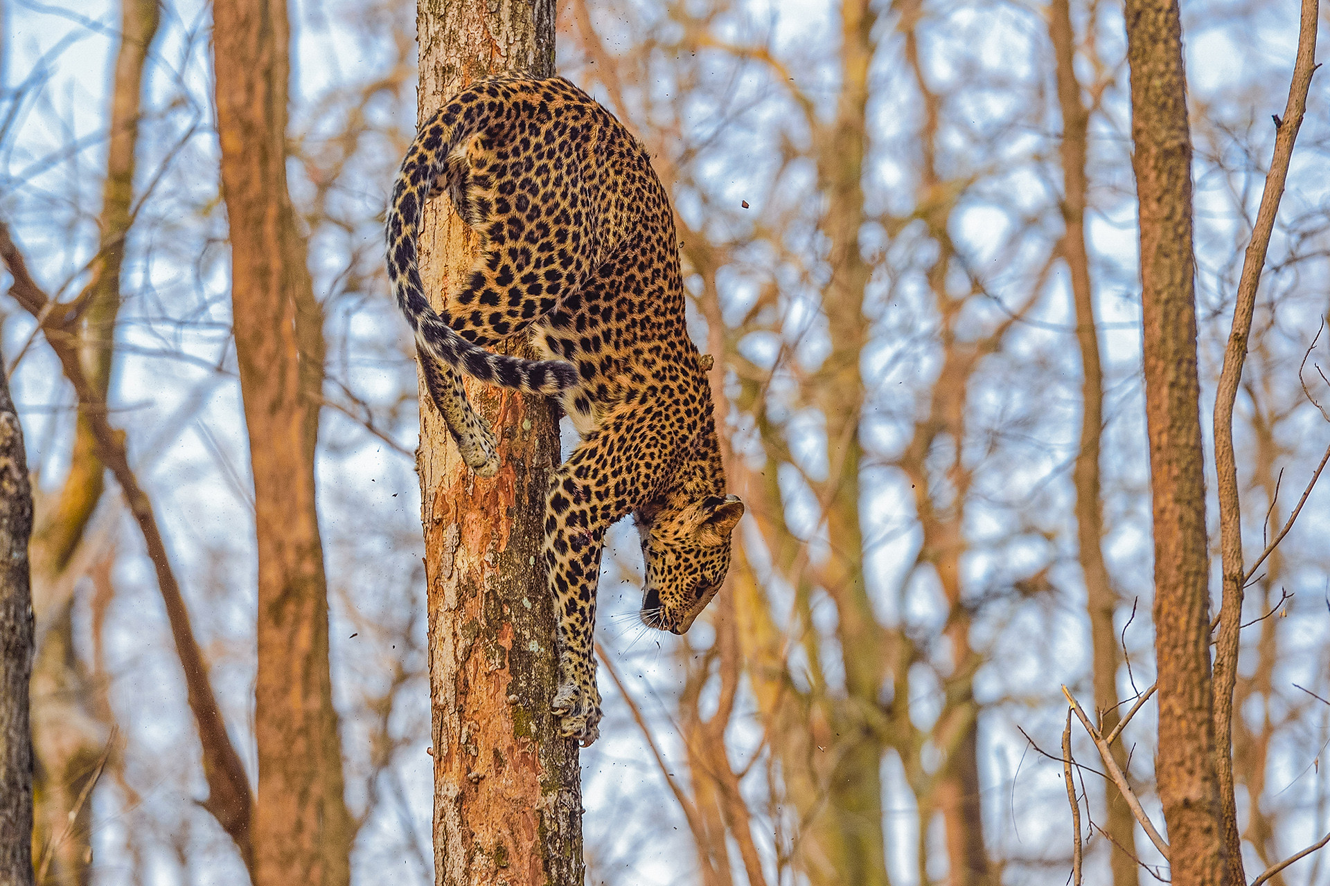 Wilddog leopard dsc - Snapshots From Pench | Nature inFocus
