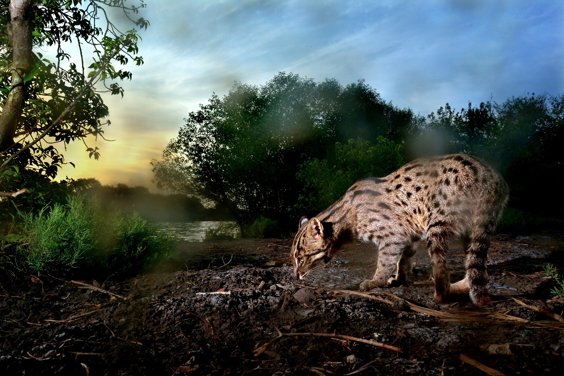 Wildscapes   anjani kumar - Nature inFocus Photography Awards 2018: The Winners | Nature inFocus