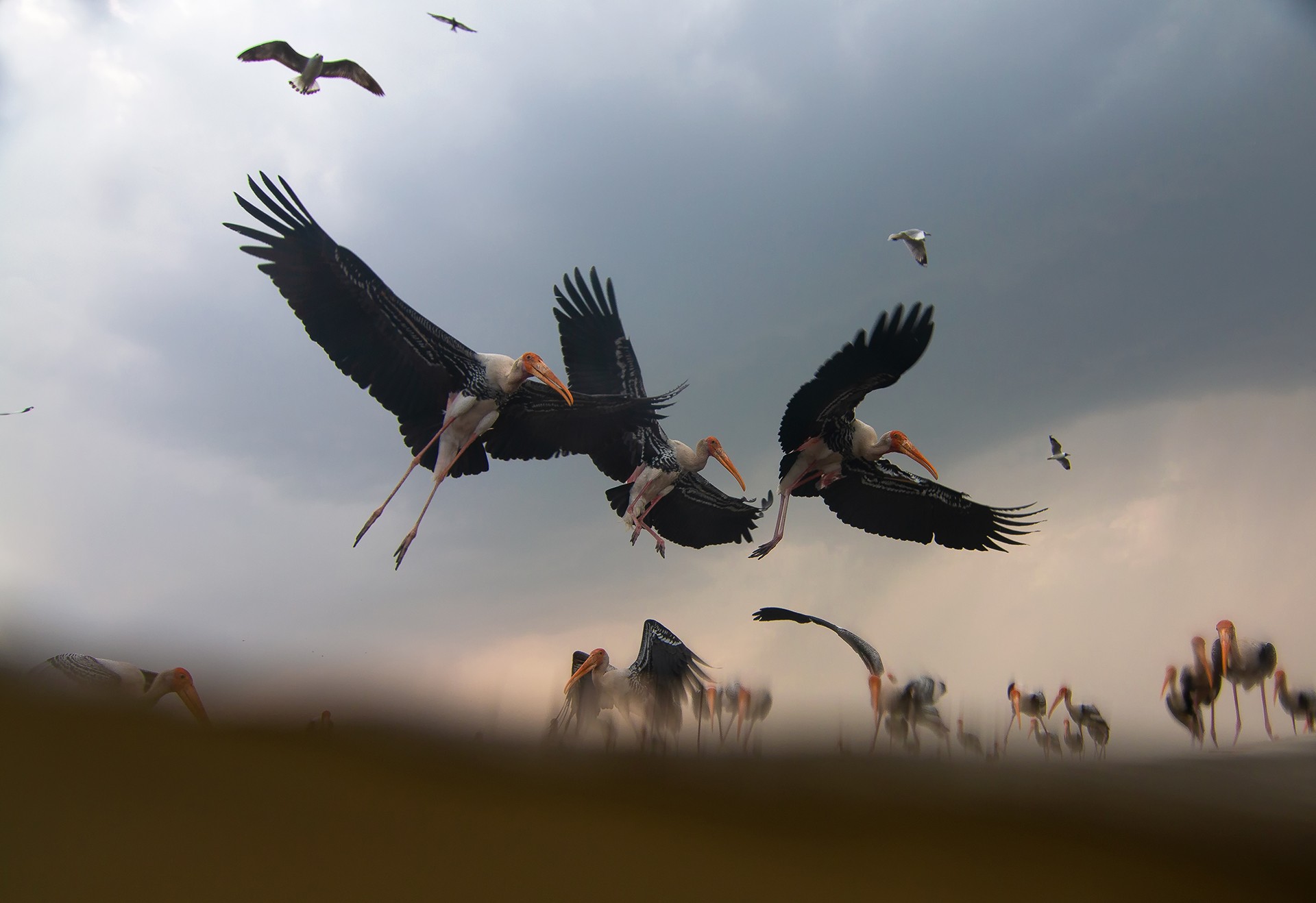 Wildscapes   indranil basu mallick - Nature inFocus Photography Awards 2018: The Winners | Nature inFocus