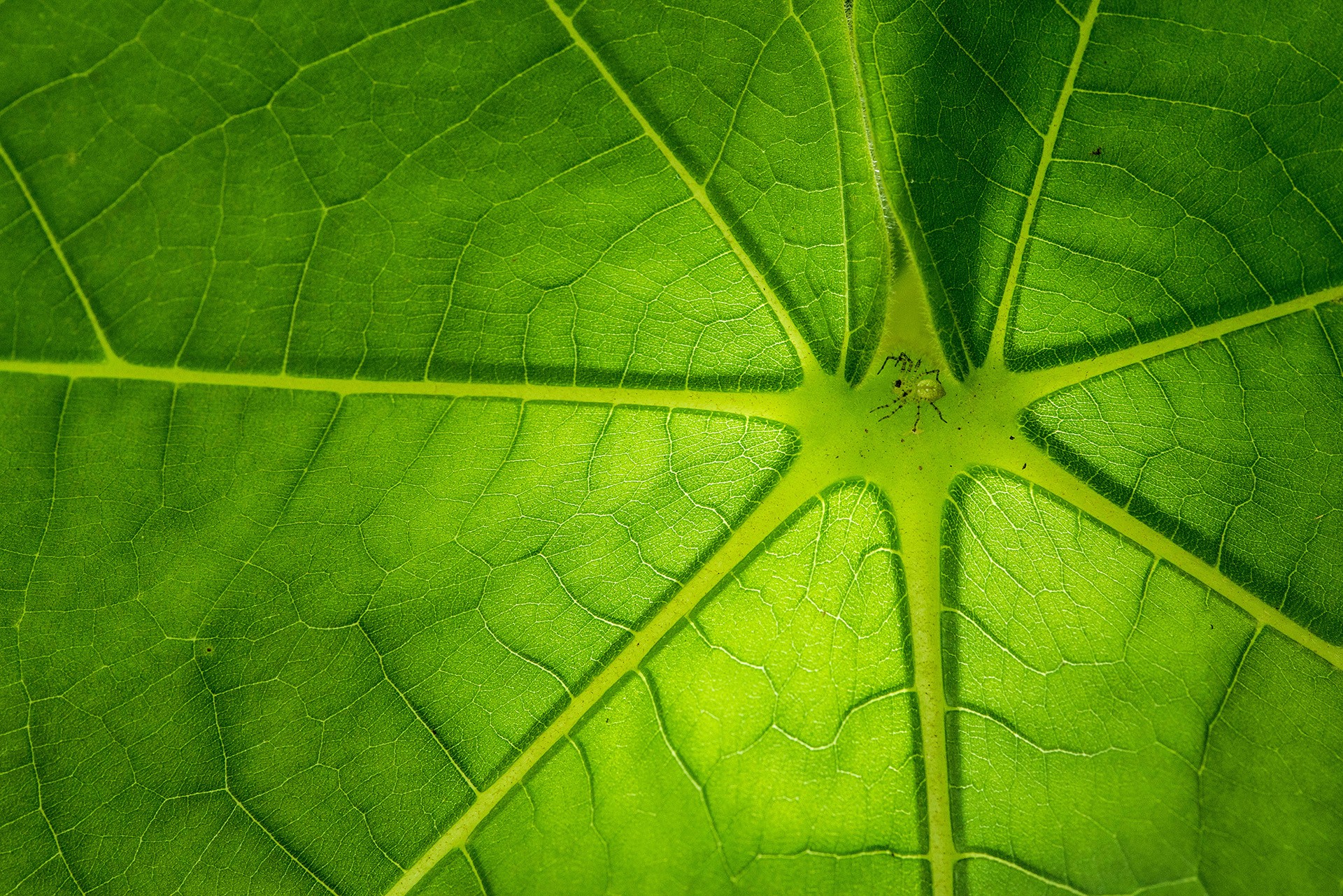 Wildscapes   mandar ghumare - Nature inFocus Photography Awards 2018: The Winners | Nature inFocus