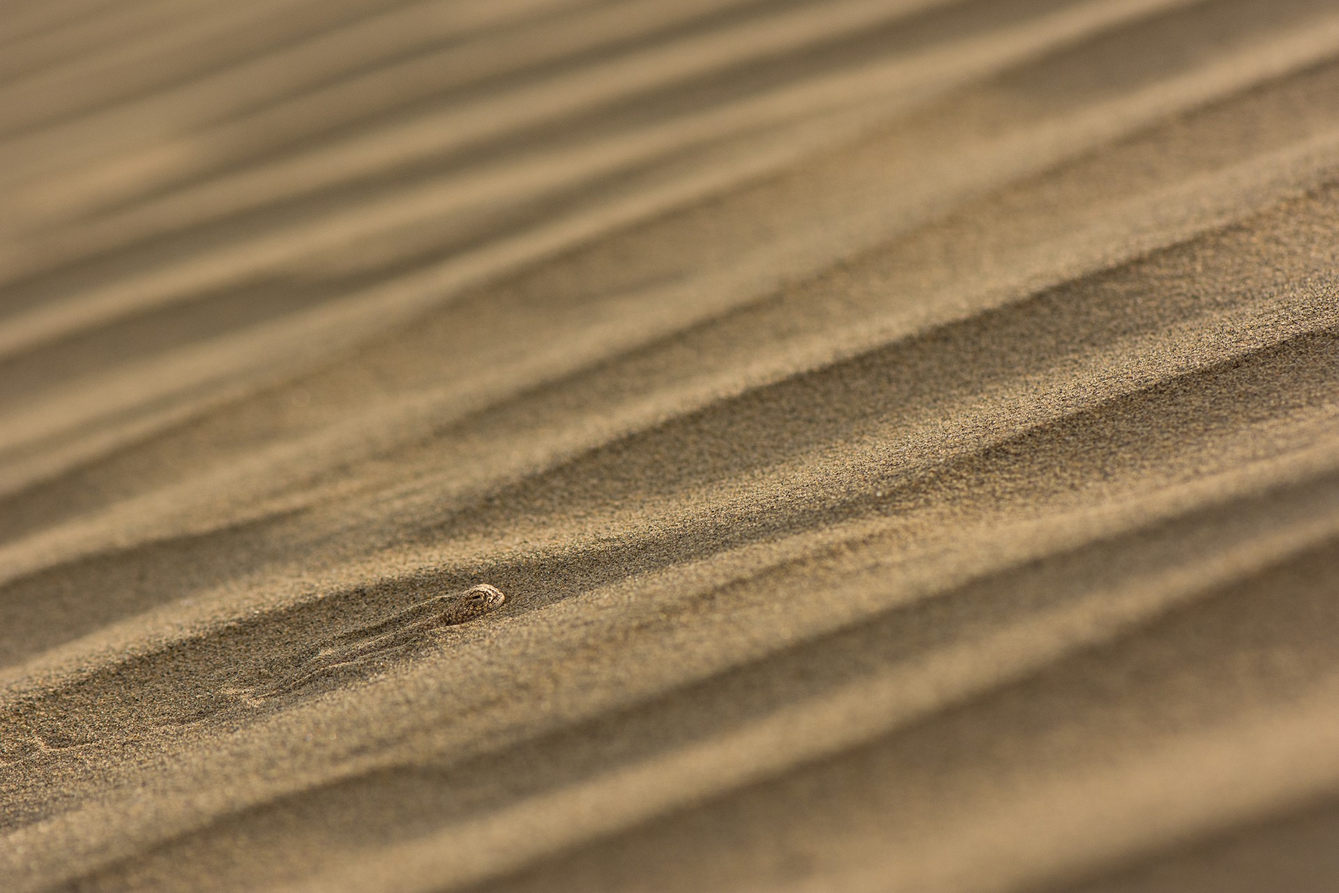 Wildscapes   manish vaidya - Nature inFocus Photography Awards 2018: The Winners | Nature inFocus