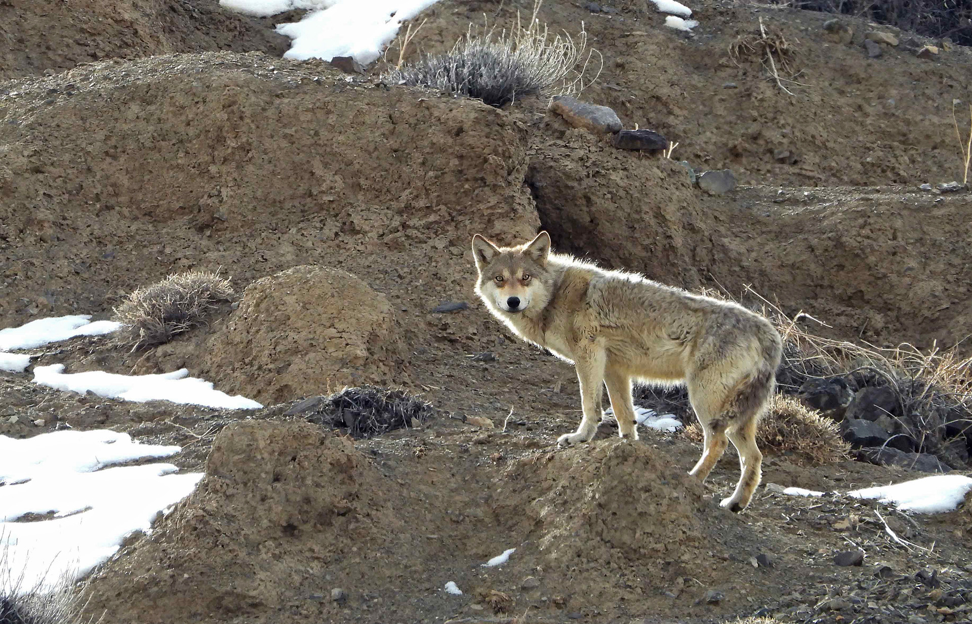 Tibetan Wolf Canis lupus chanco