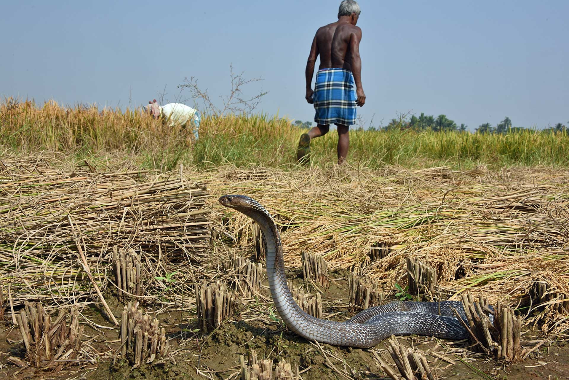 Spectacled Cobra in a farm