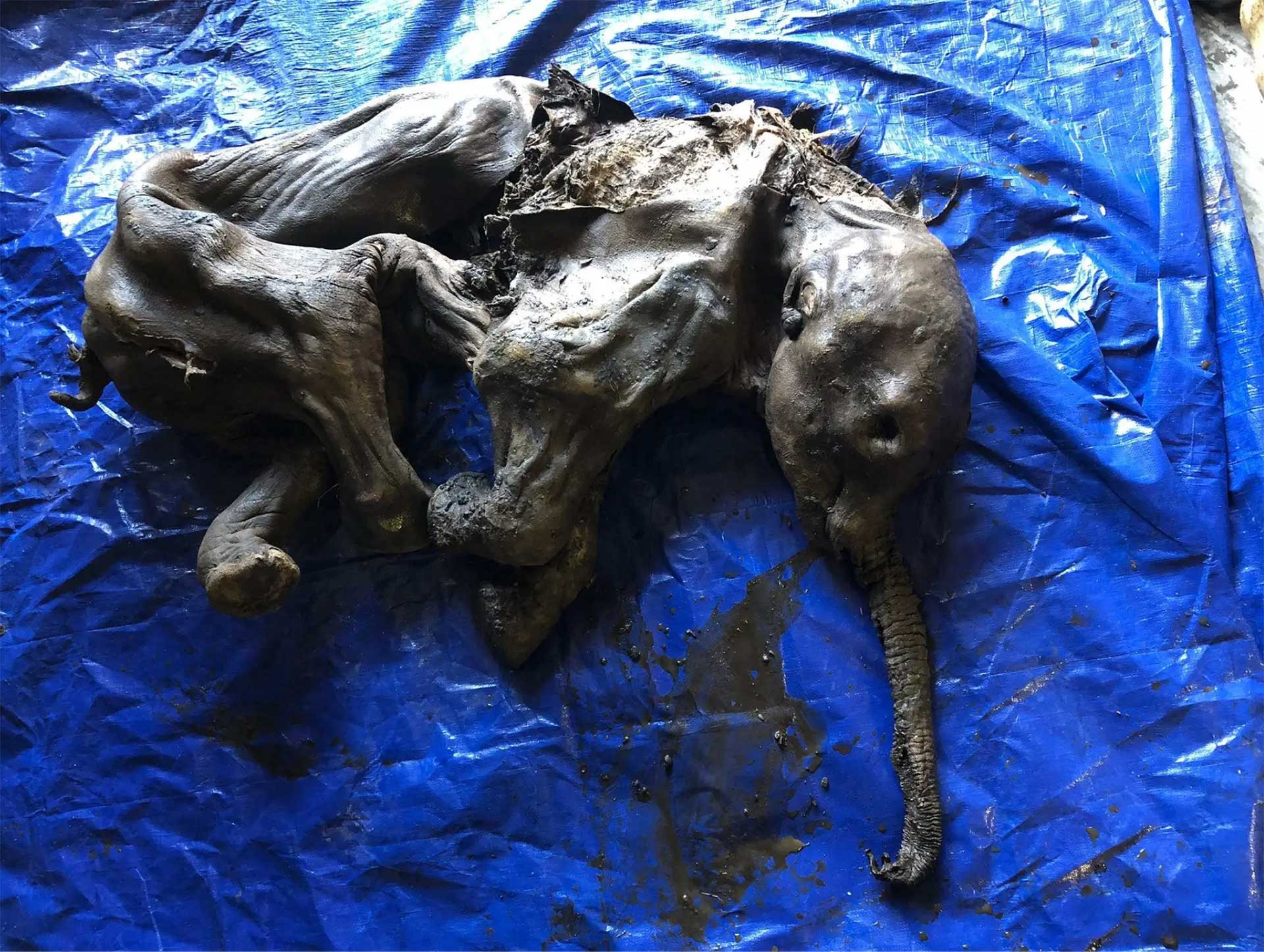 Mummy of a baby Woolly Mammoth found in Canada
