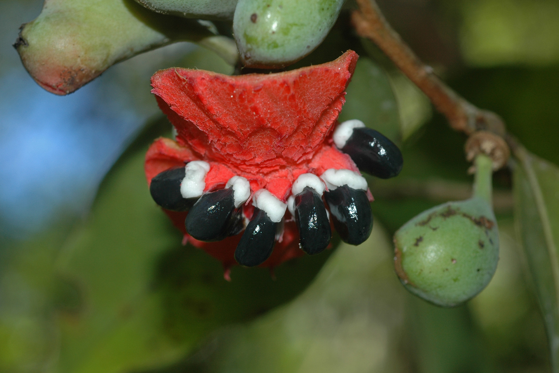 Xylopia langsdorfiana annonaceae - Of Lost Forests And Fruits | Nature inFocus