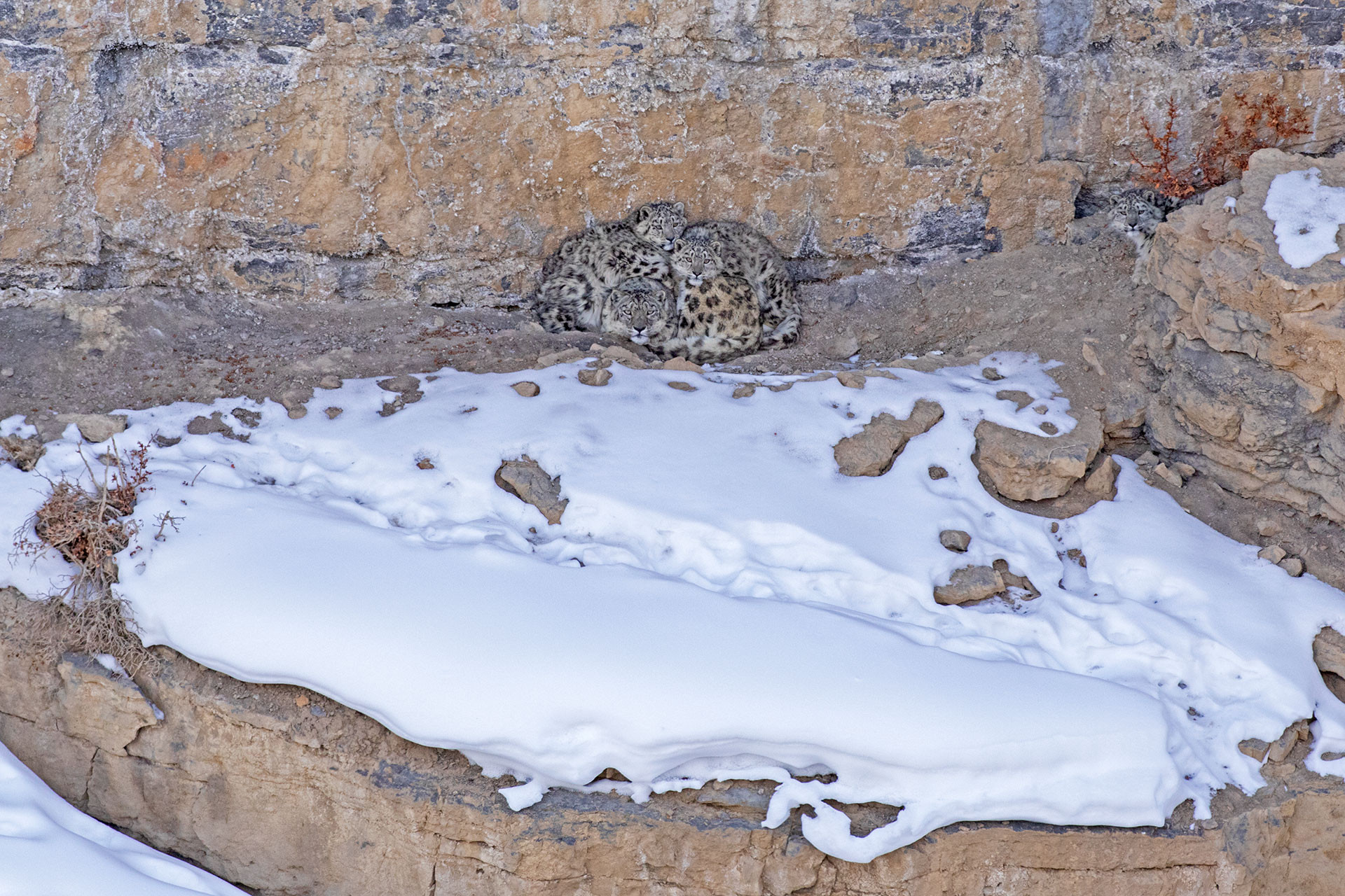 Snow Leopard mother and cubs