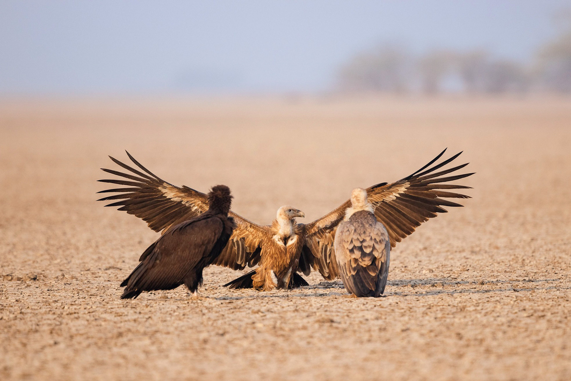 Griffon and Cinereous Vultures in Little Rann of Kutch