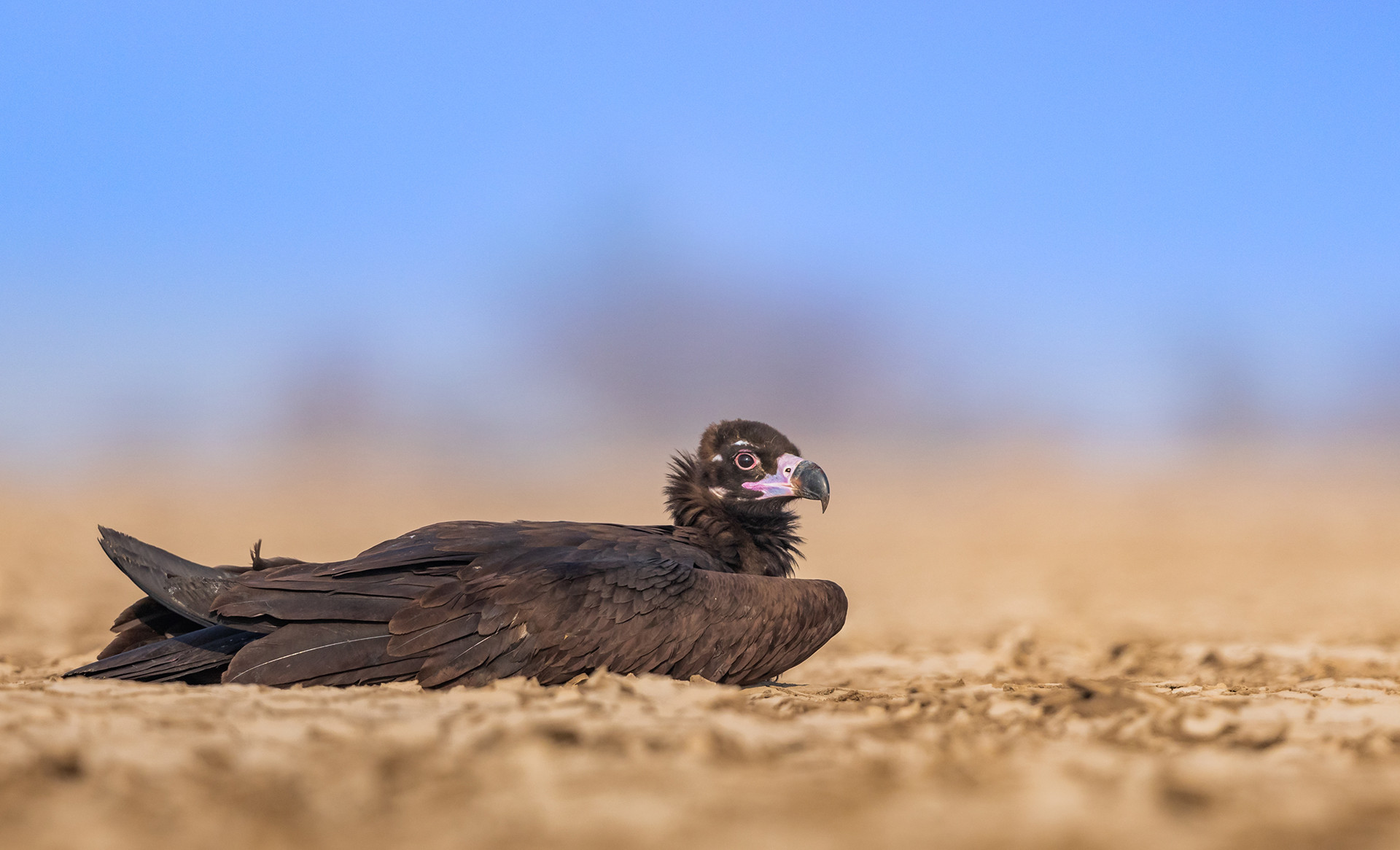 Cinereous Vulture or Black Vulture or Monk Vulture Aegypius monachus