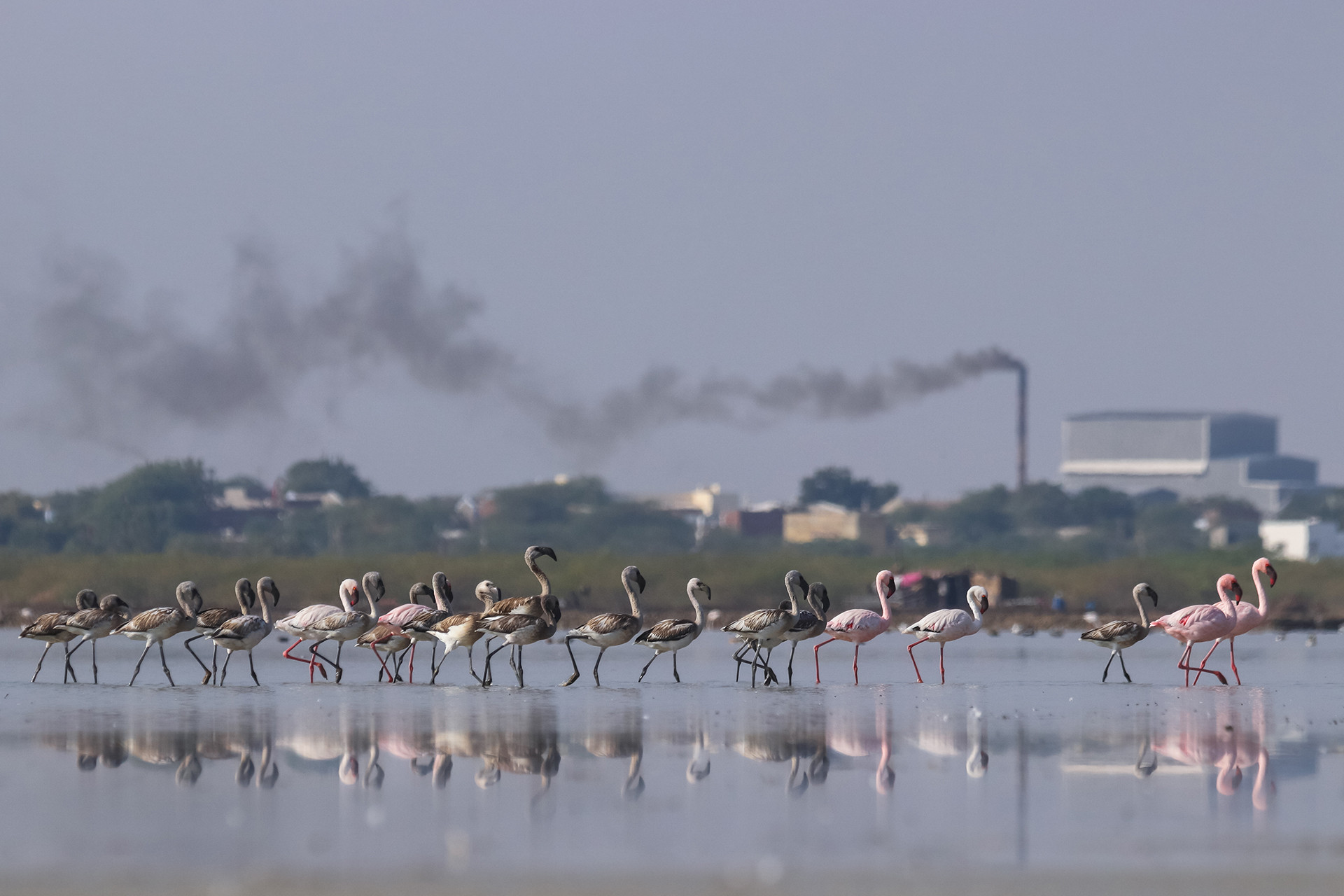 Lesser Flamingos Phoeniconaias minor in Little Rann of Kutch