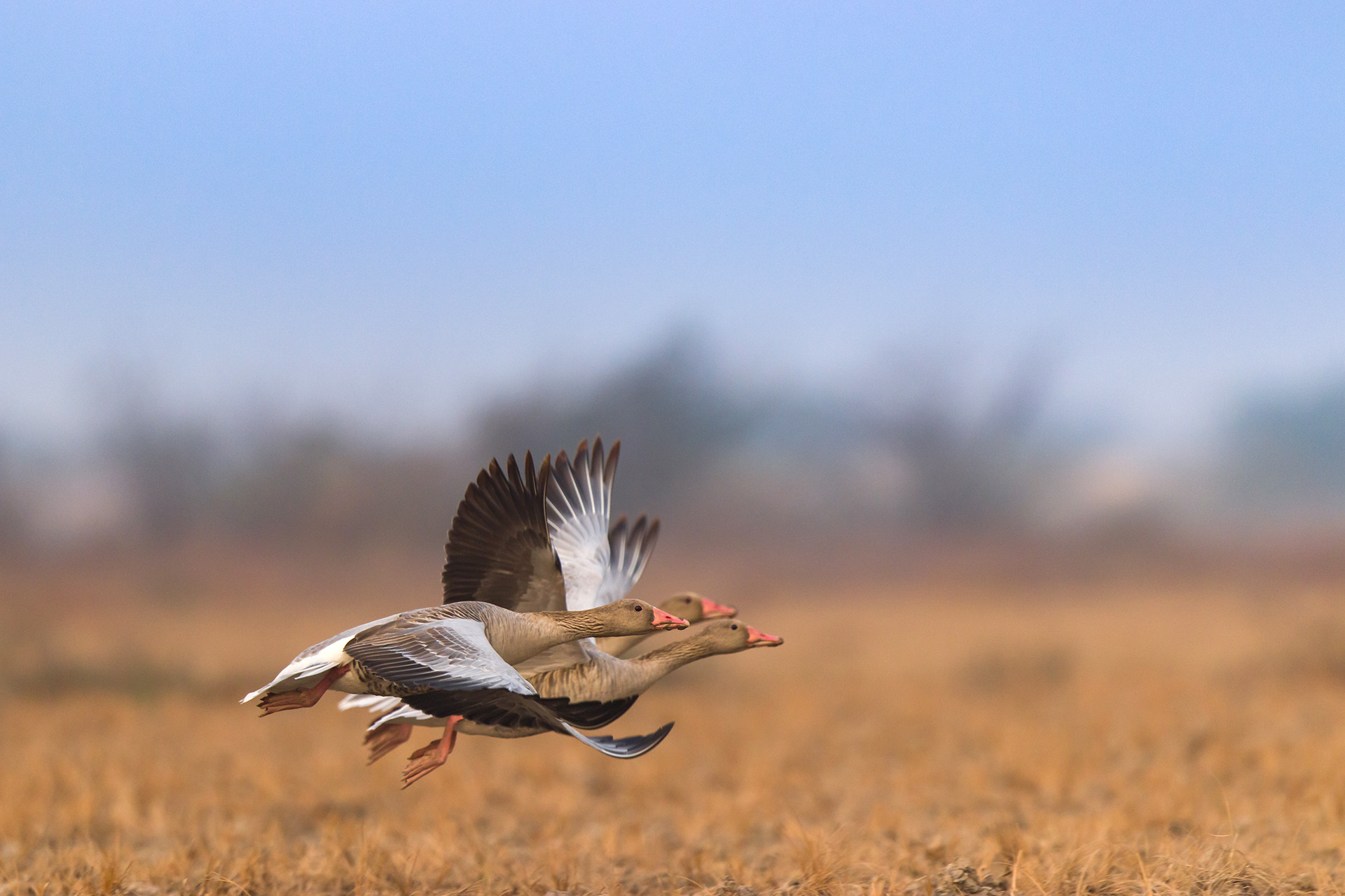 Greylag Geese Anser anser in Bajana, Little Rann of Kutch