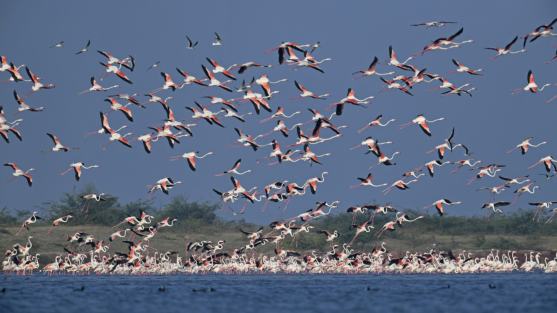 Greater Flamingos in Dhichada Lake, Jamnagar