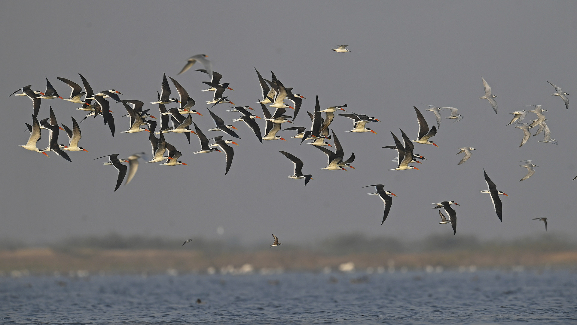 Indian Skimmers Rynchops albicollis in Dhichada Lake, Jamnagar