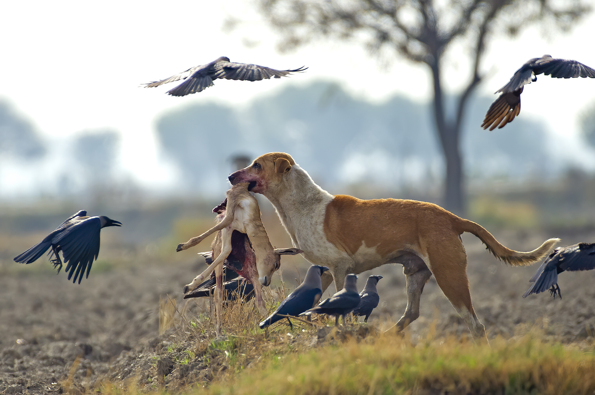 A feral dog hunts down a Blackbuck fawn in Haryana