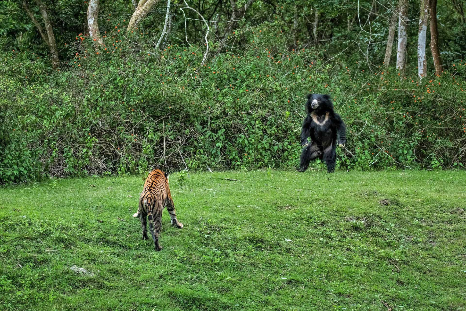 Bengal Tiger and Sloth Bear fight in Kabini Forest Nagarahole in Karnataka
