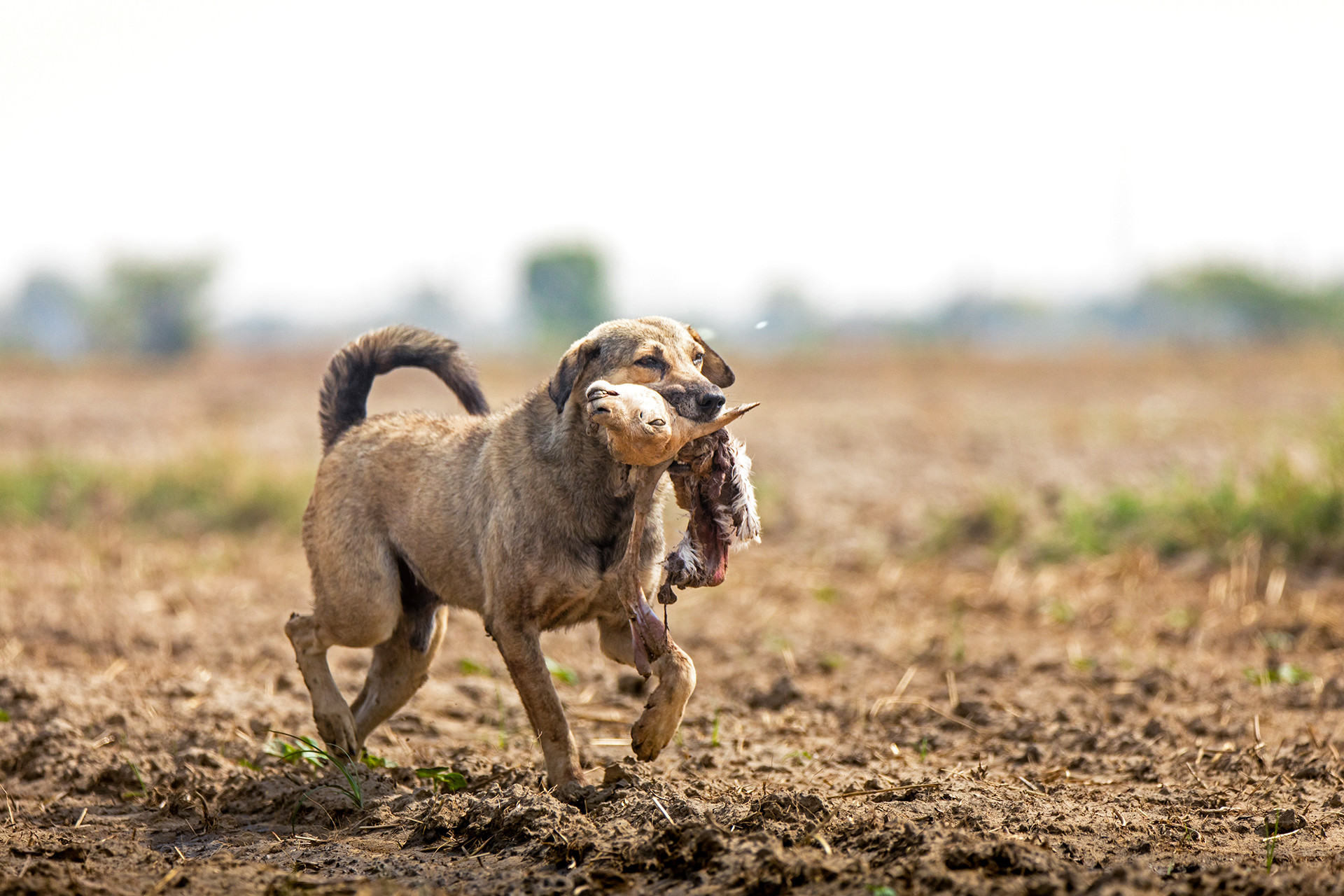 A feral dog with a blackbuck kill in Sultanpur, Haryana