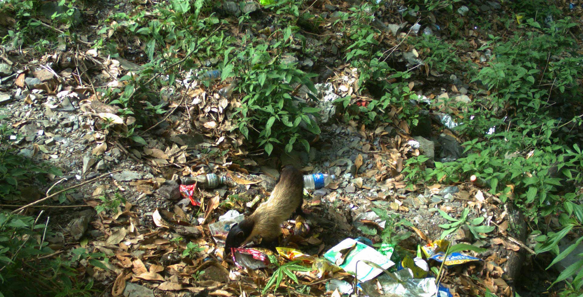 Yellow-throated Marten with garbage | Nature inFocus