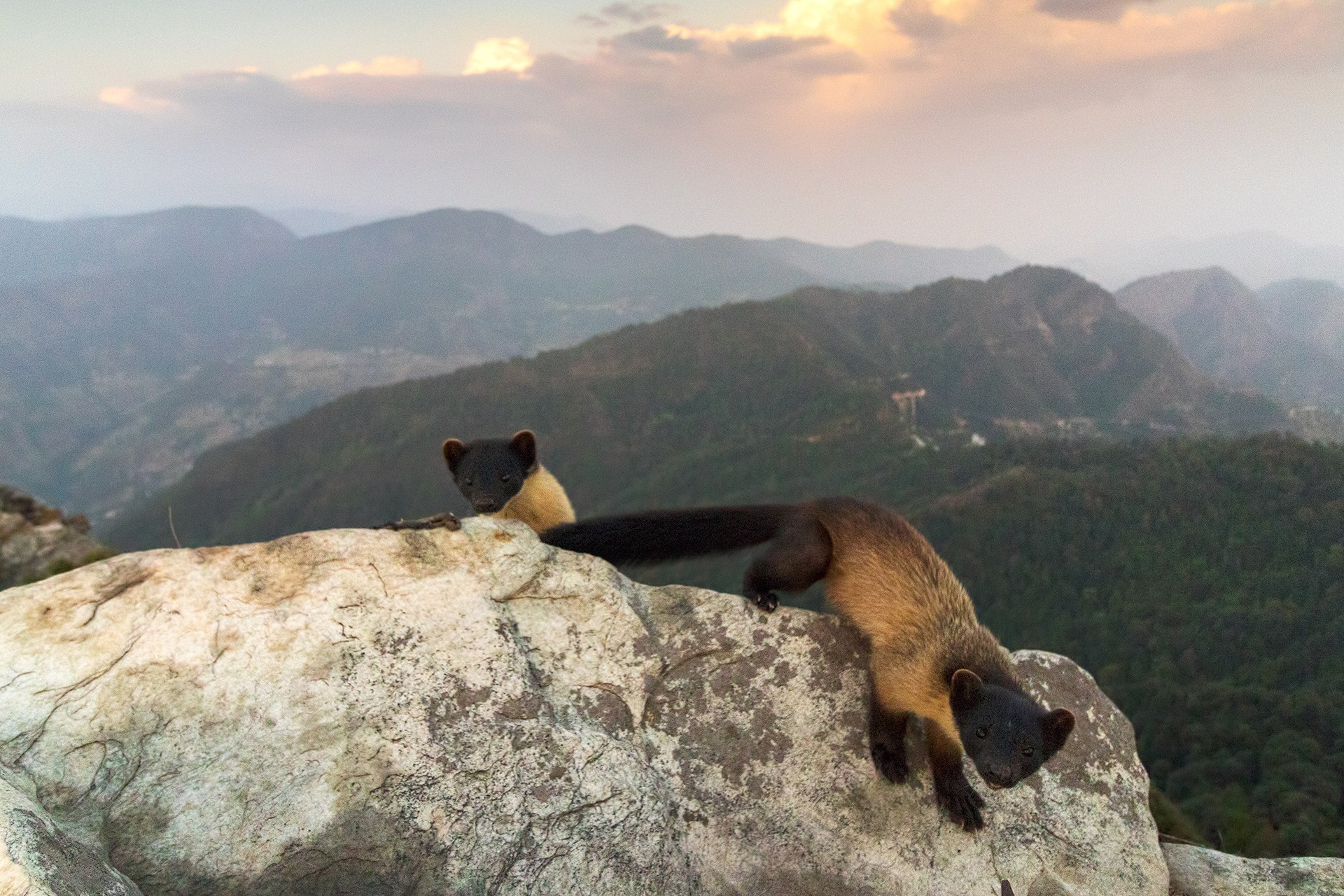 Yellow Throated Marten in the Kartik Swami temple in Uttarakhand