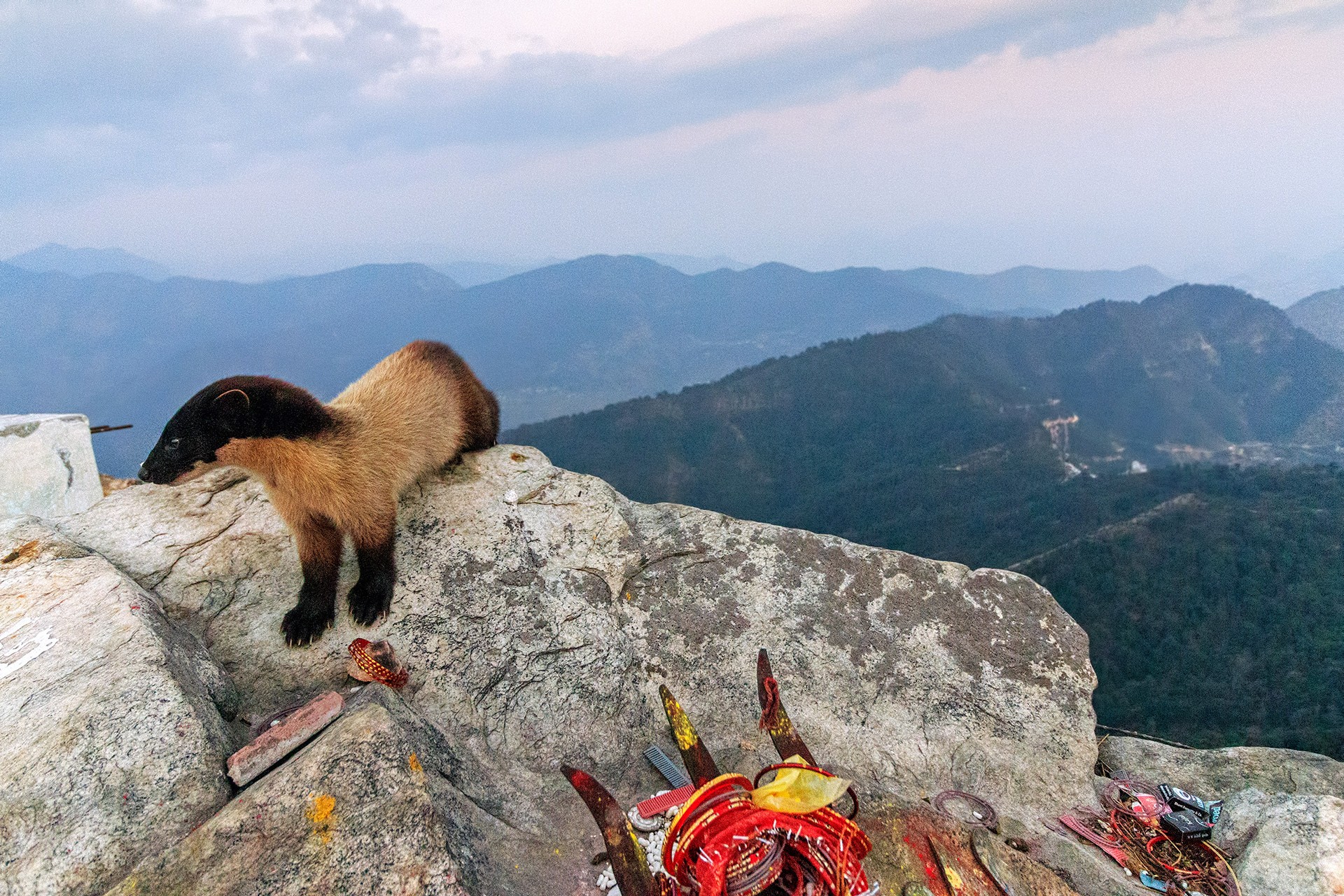 Yellow Throated Martens on Kronch Parbat in Uttarakhand