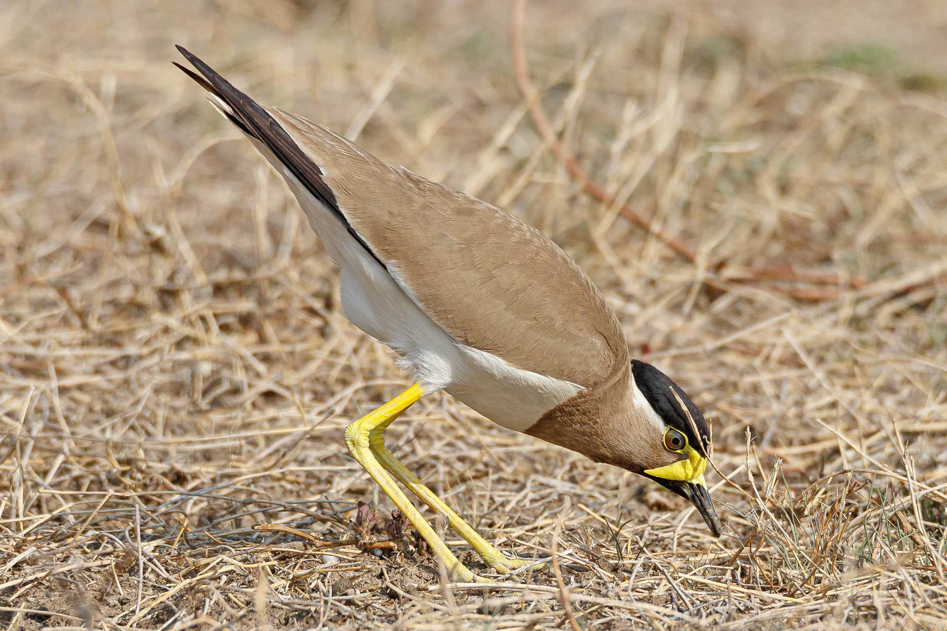 Yellow Wattled Lapwing feeding in a grassland