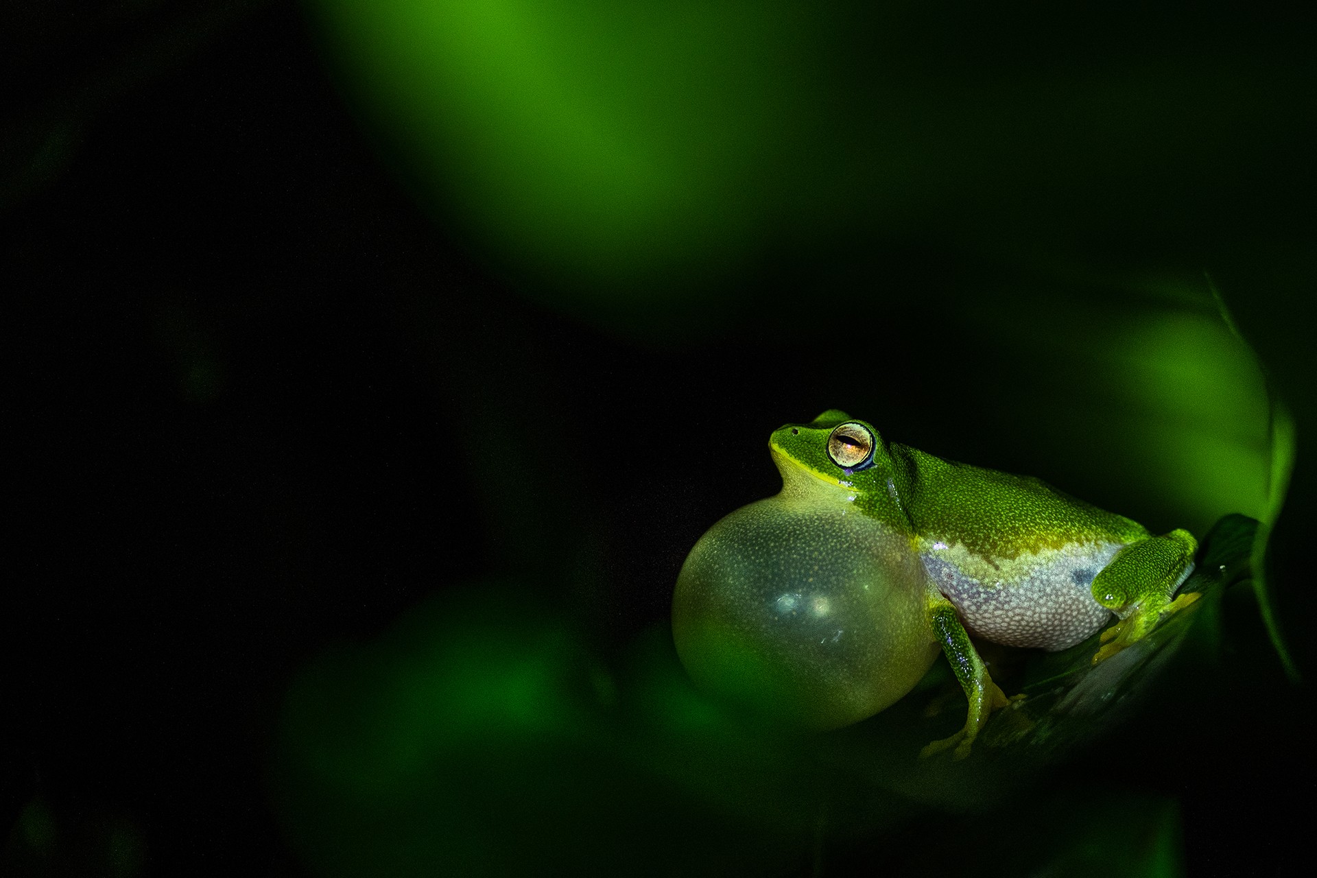 Young photographer   manasi gopinath - Nature inFocus Photography Awards 2018: The Winners | Nature inFocus
