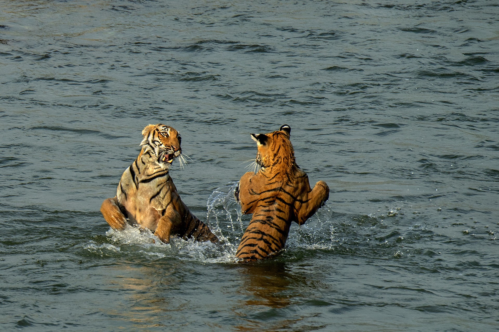Young photographer   anagha mohan - Nature inFocus Photography Awards 2018: The Winners | Nature inFocus