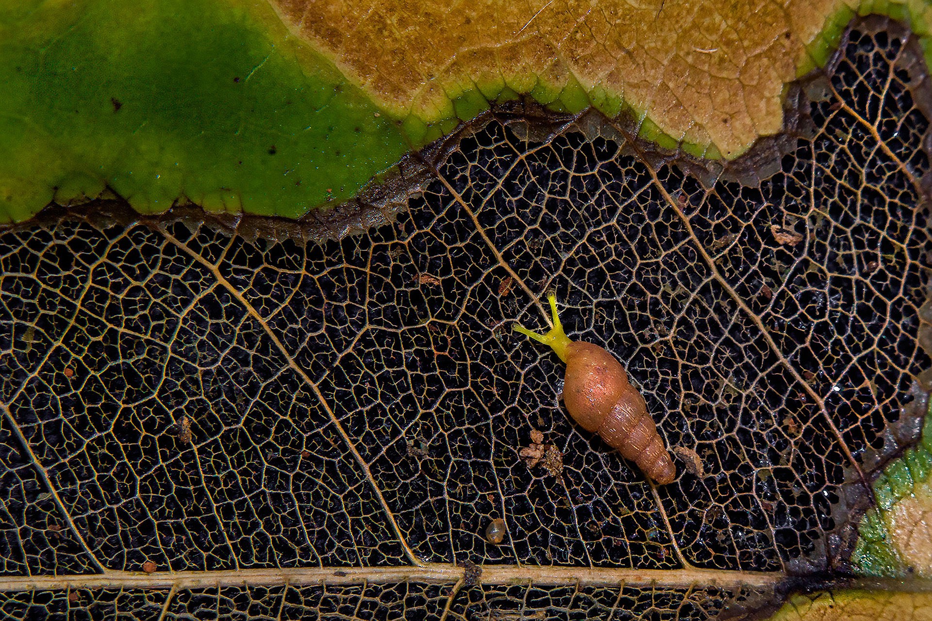 Young photographer   rajas rajopadhye - Nature inFocus Photography Awards 2018: The Winners | Nature inFocus