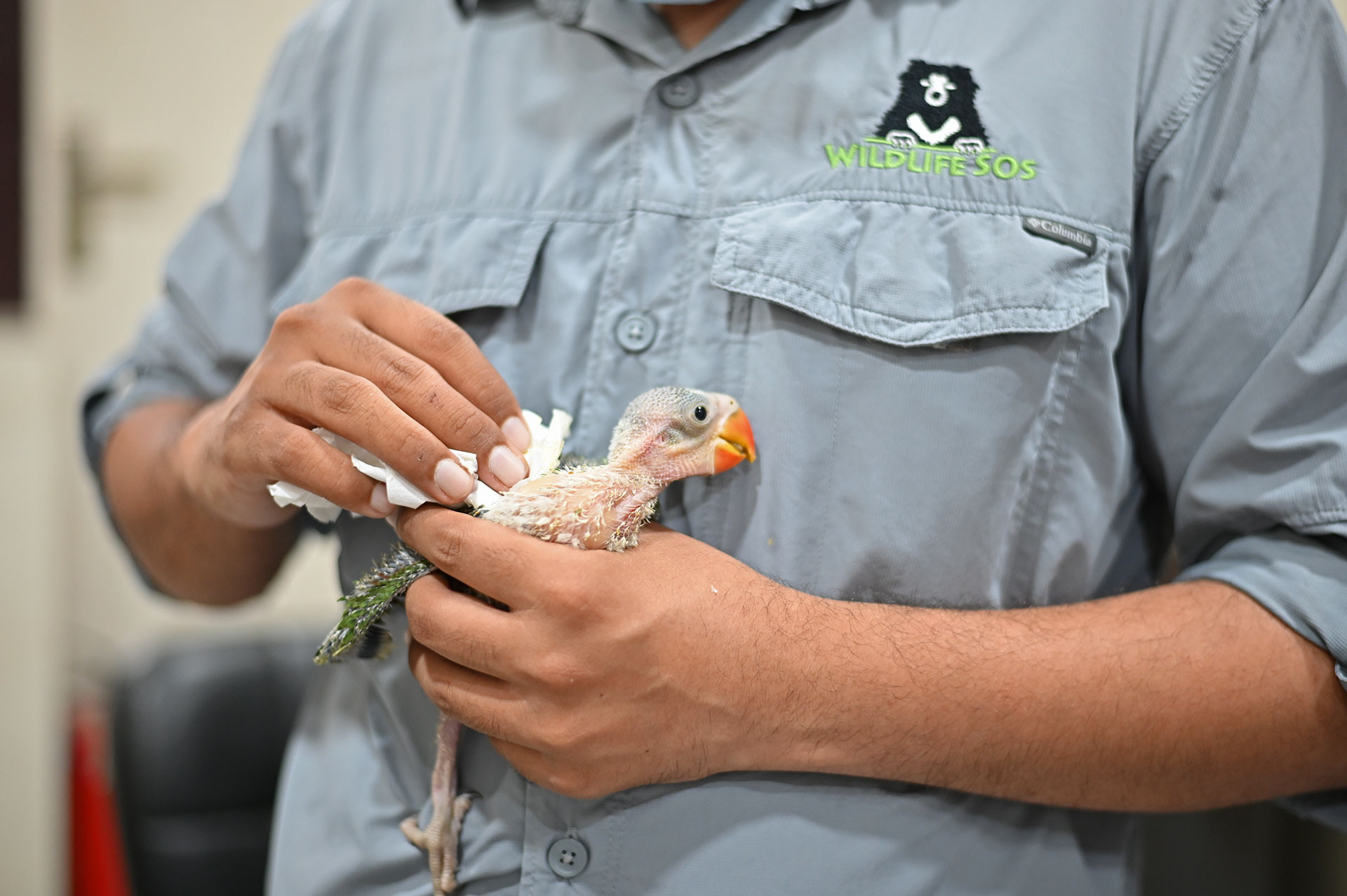 Rescued parakeet chick