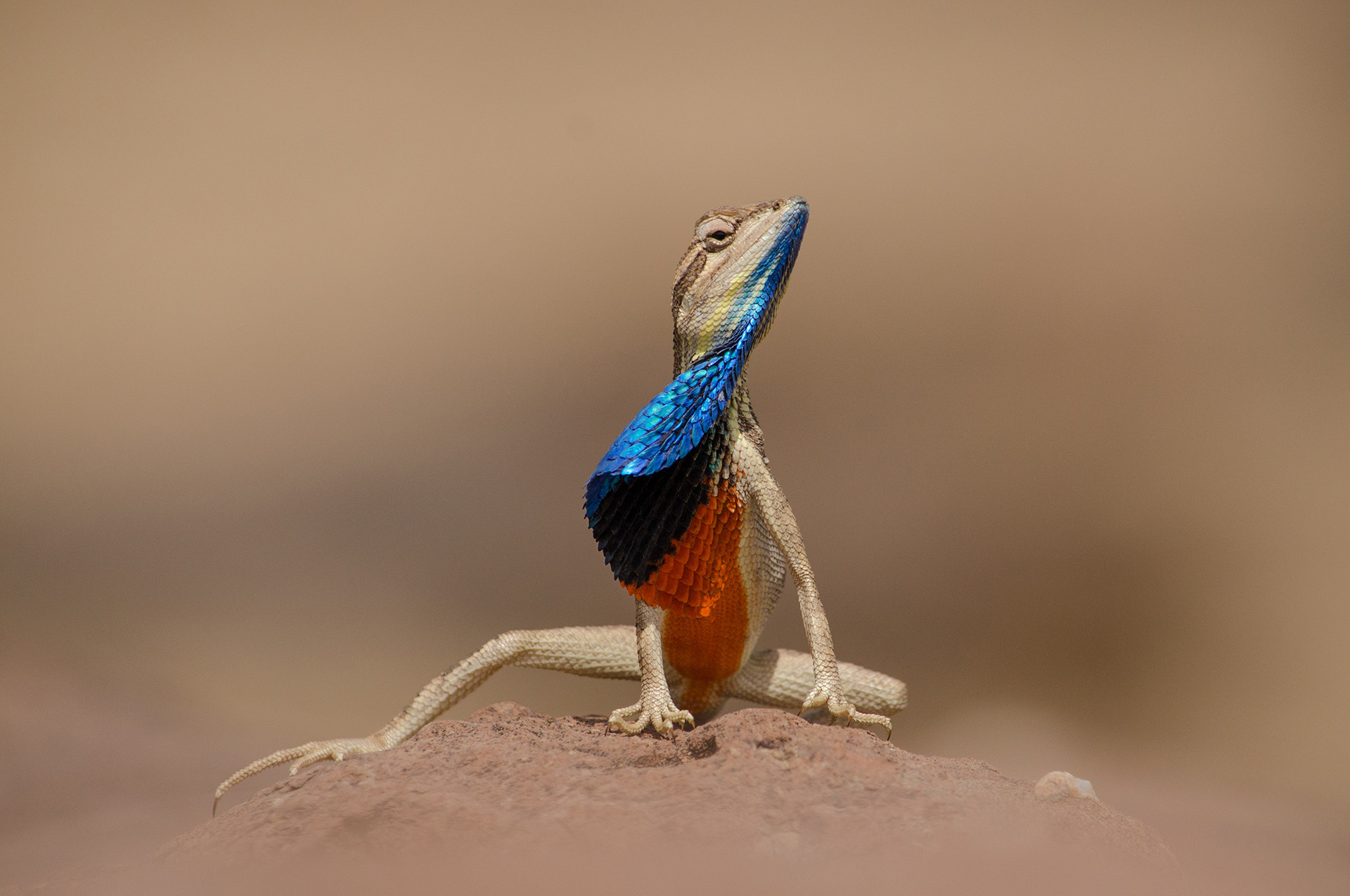 Large Fan-throated Lizard Sarada darwini