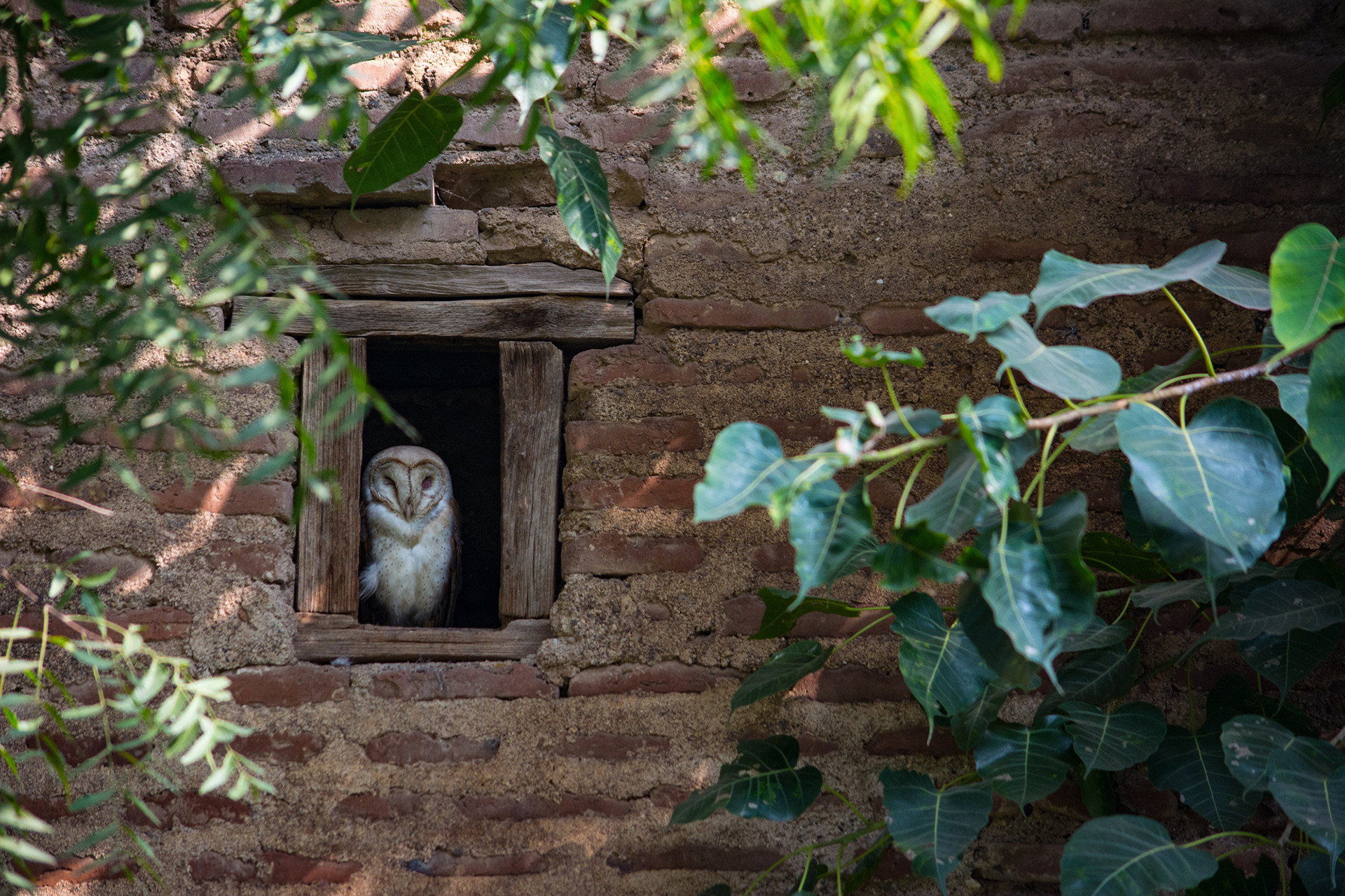 Barn Owl Tyto alba in an old building in Pune city