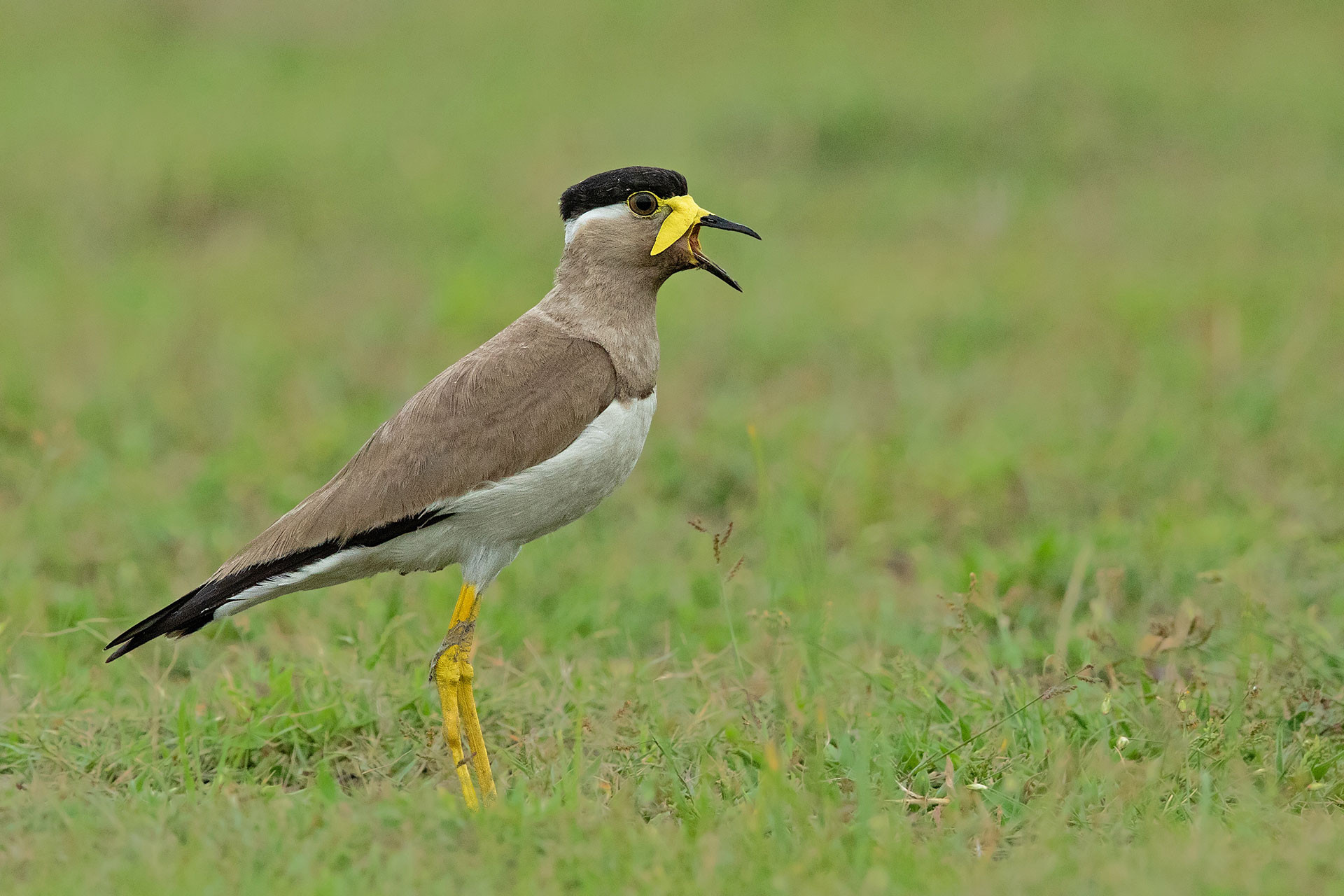 Yellow-wattled Lapwing Vanellus malabaricus in a grassland