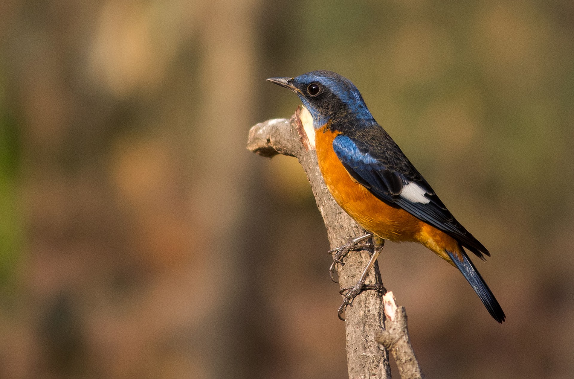 Blue-capped Rock Thrush Monticola cinclorhynchus