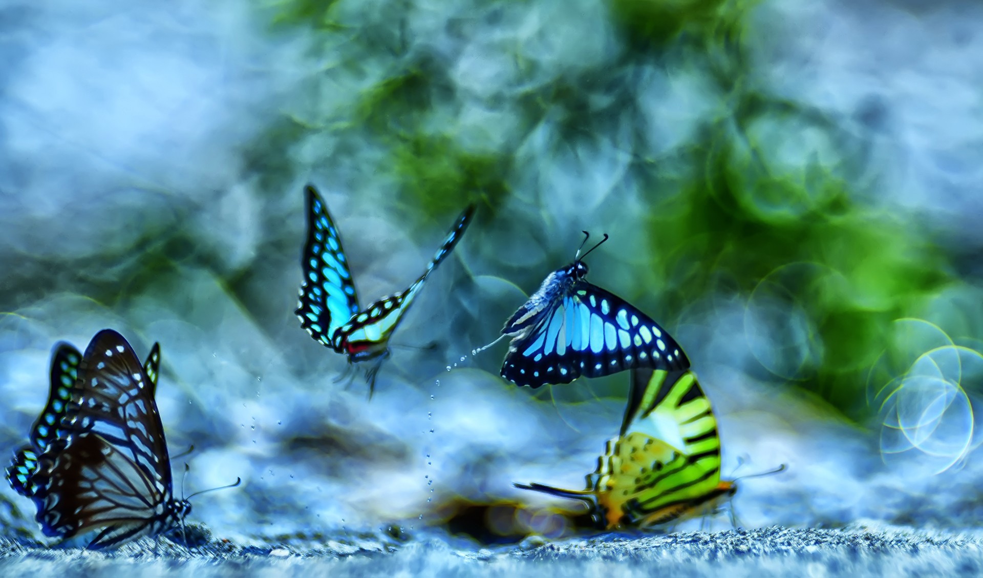 - Nature inFocus Photography Awards 2019: The Winners | Nature inFocus
