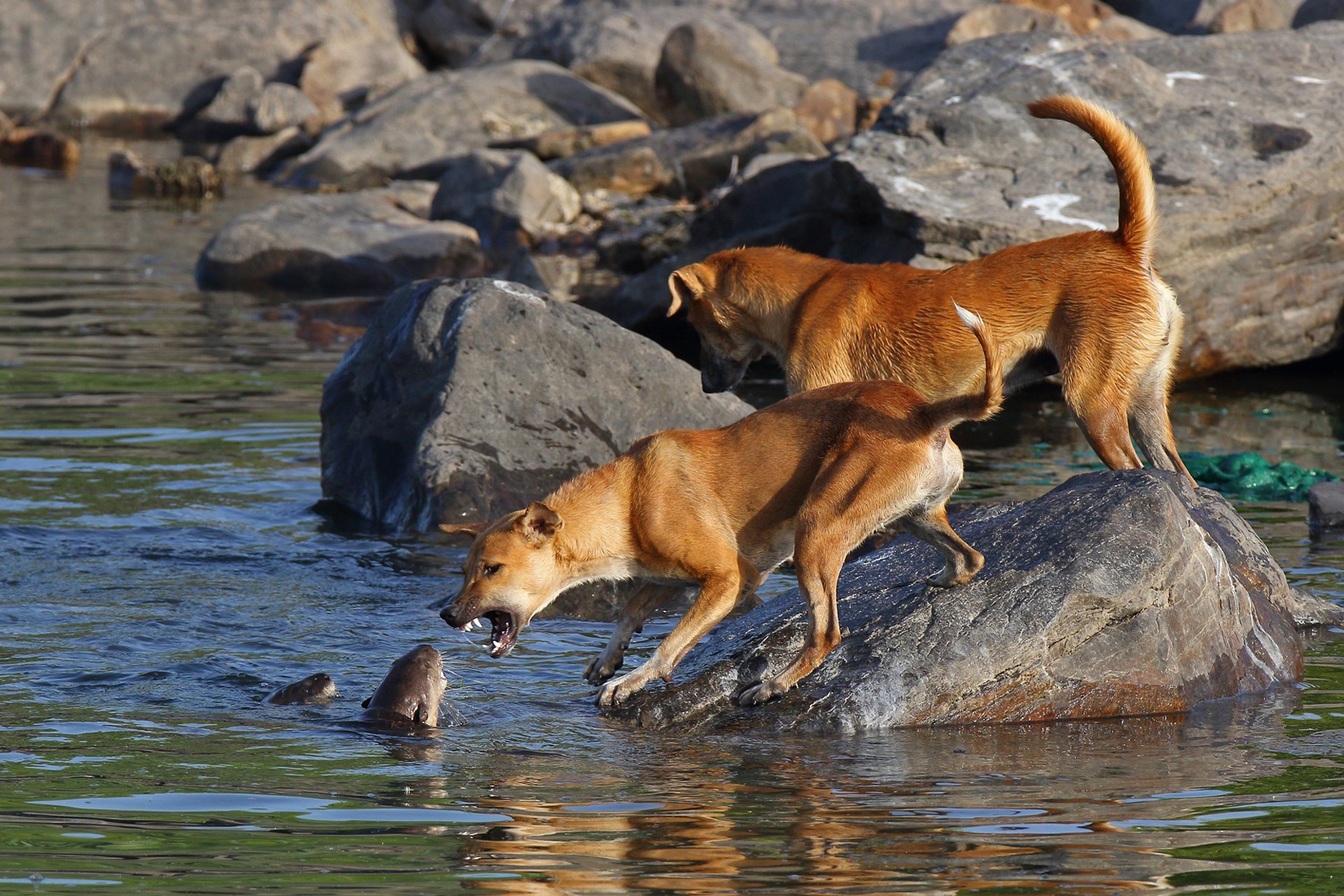 - Nature inFocus Photography Awards 2019: The Winners | Nature inFocus