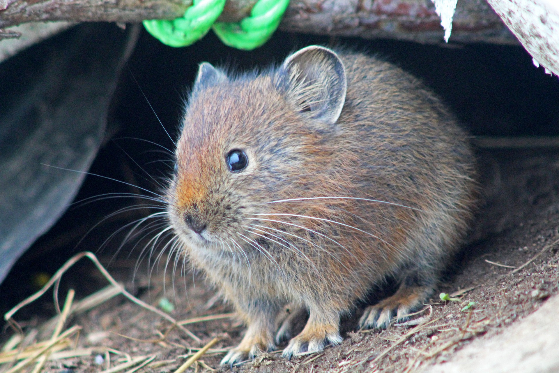 Roylei Pika in Rudranath, Uttarakhand