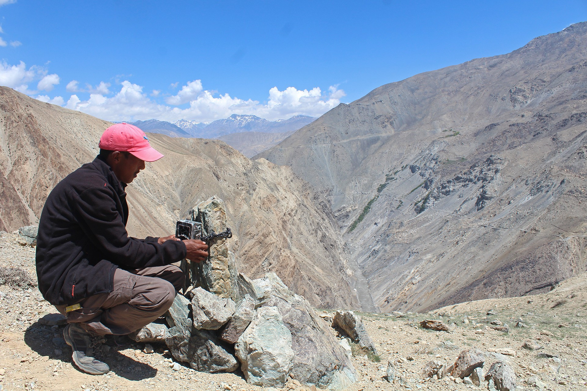 Setting up camera traps to study Snow Leopards