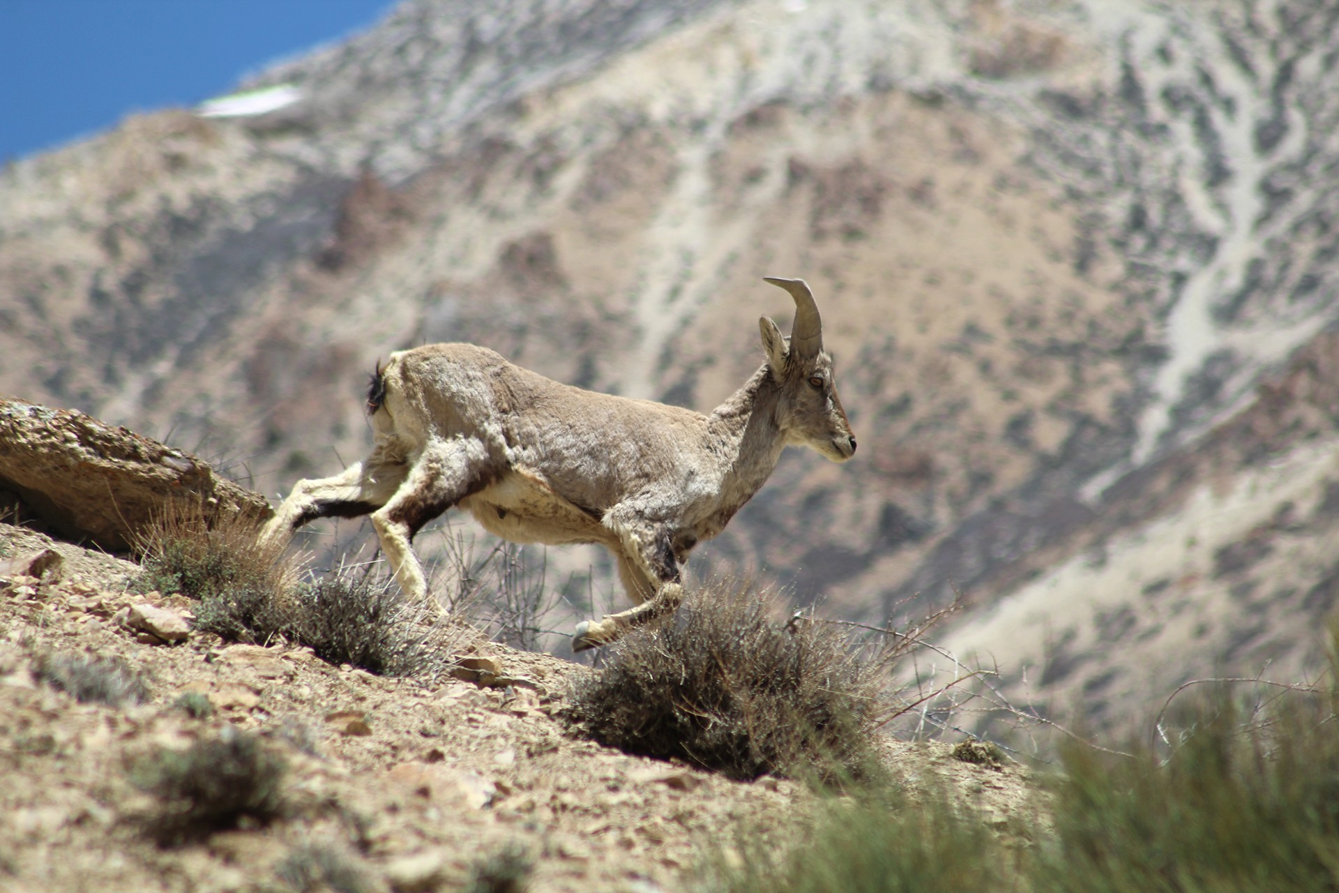 Adult male Blue Sheep in Himachal Pradesh