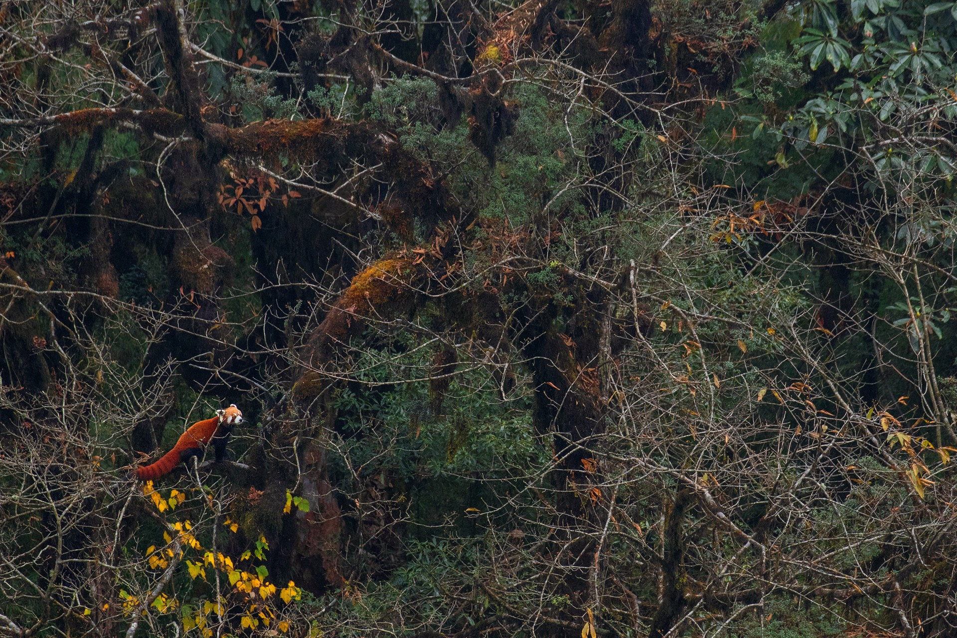 habitat image | Nature Infocus