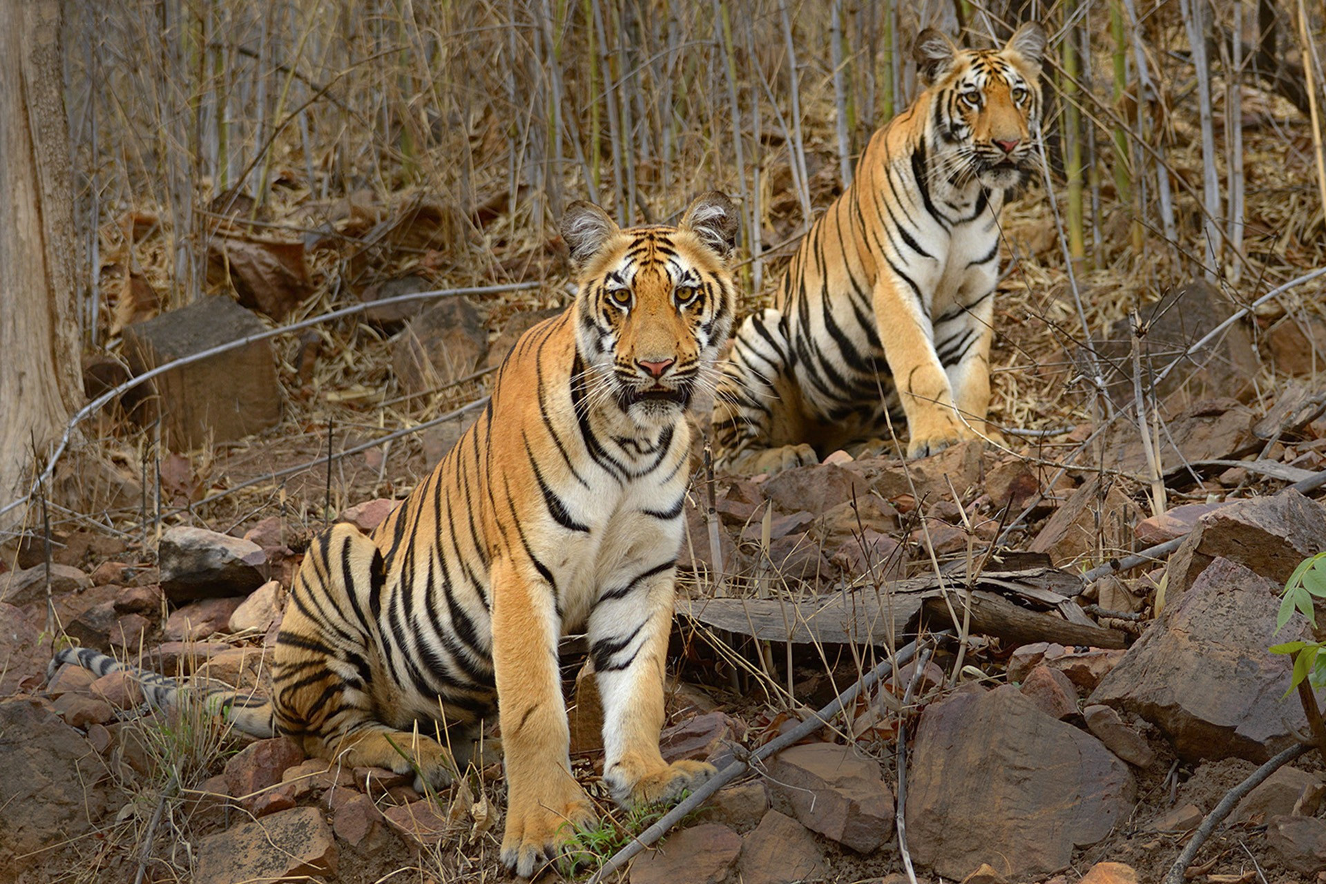   too close for comfort | Nature Infocus