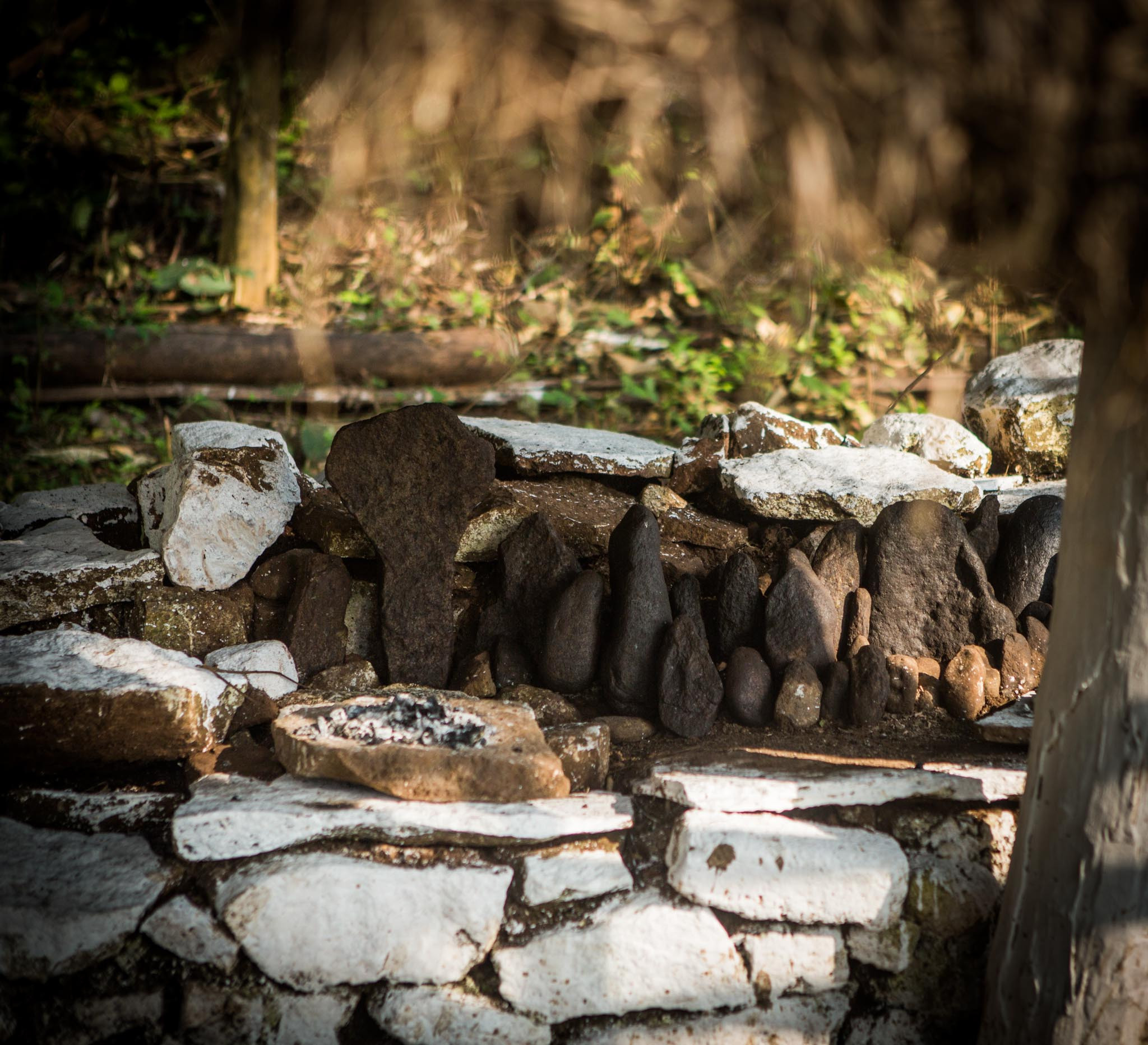      VLP TL      | Nature Infocus
