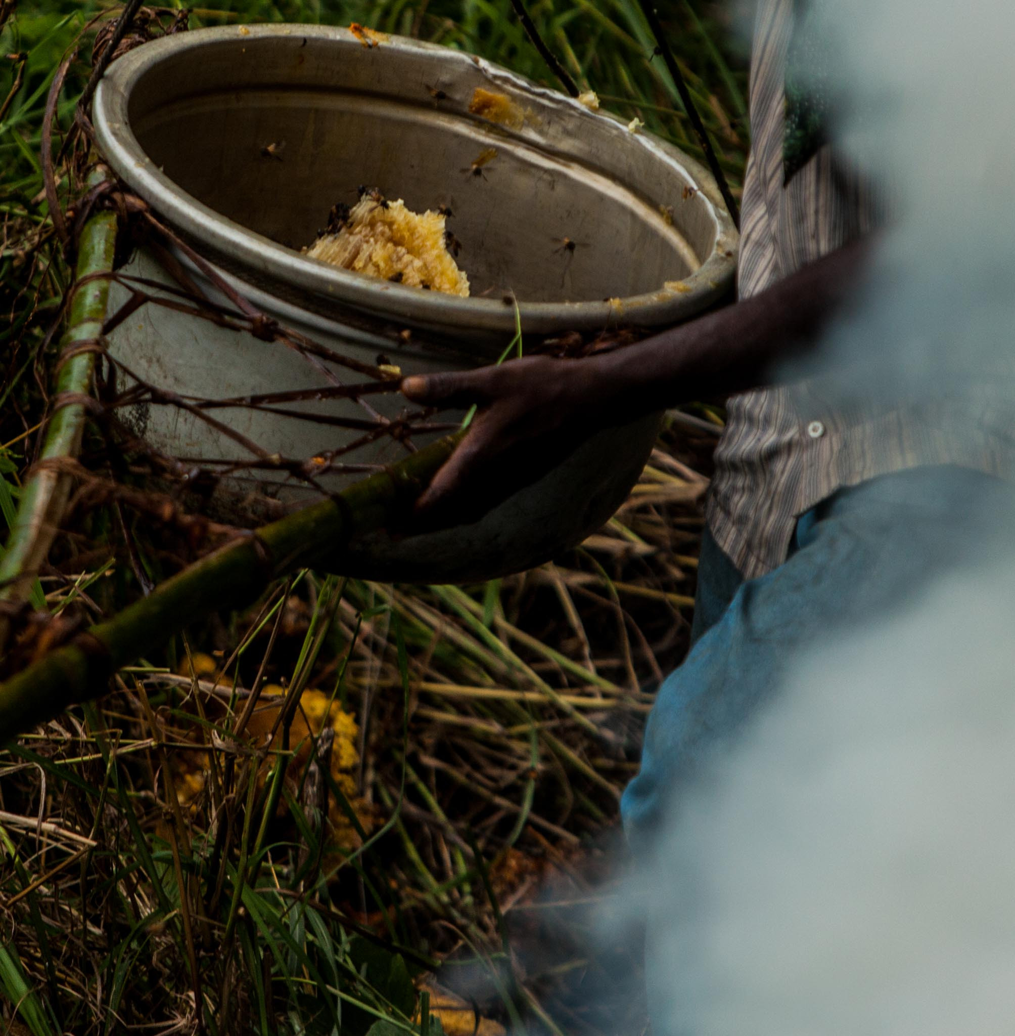      VLP TL      | Nature Infocus