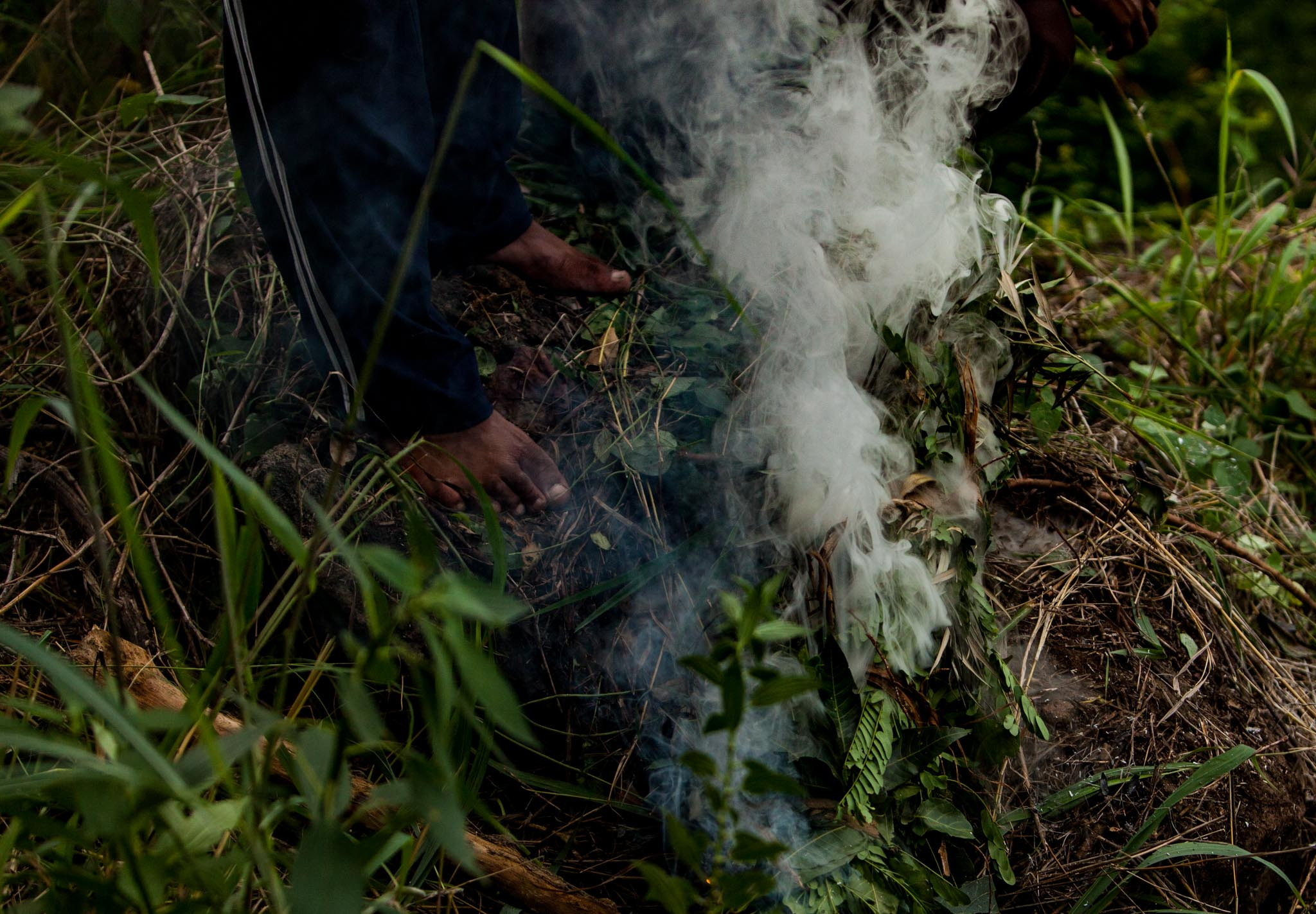      VLP TL      | Nature Infocus