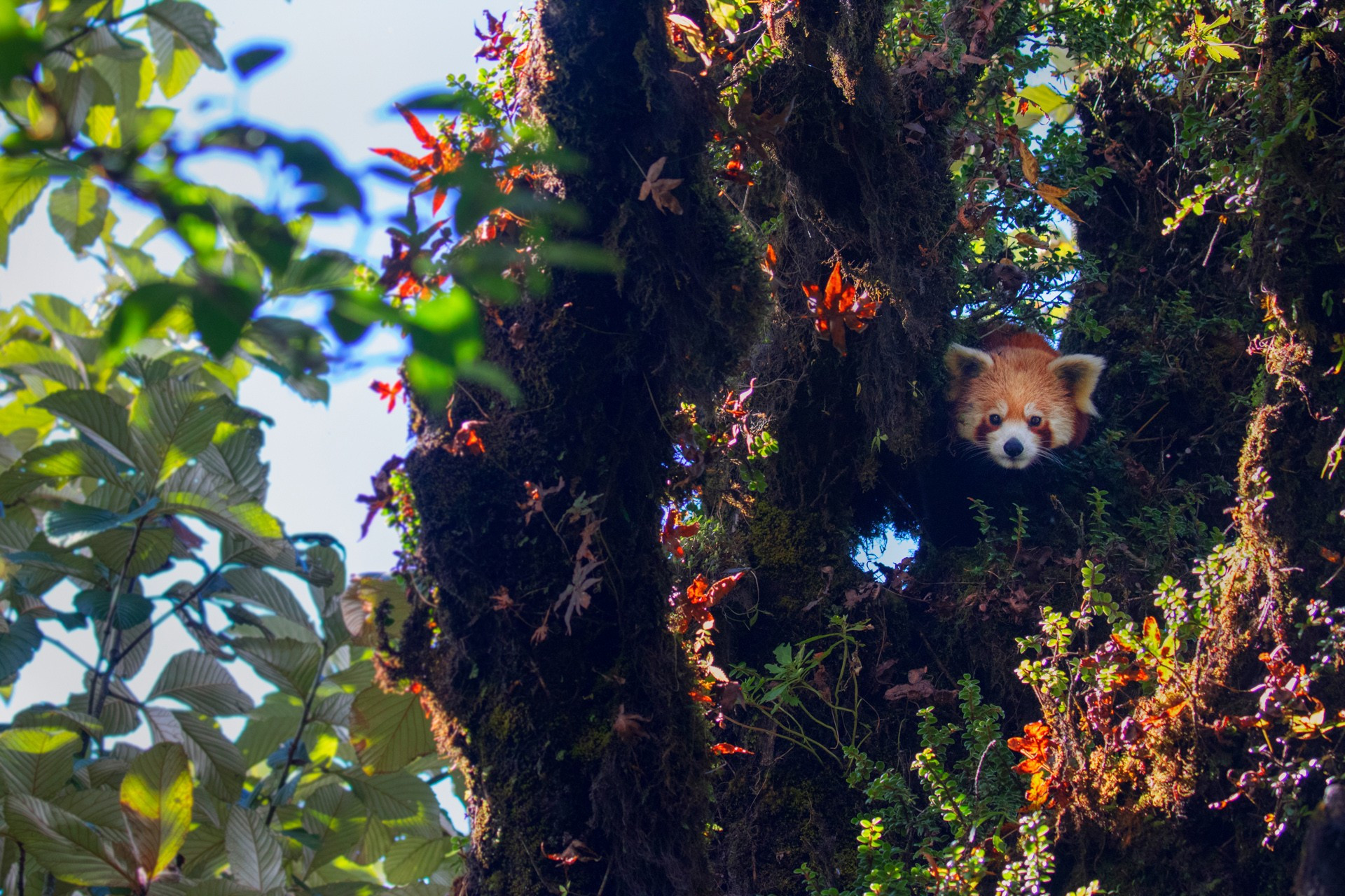 habitat | Nature Infocus