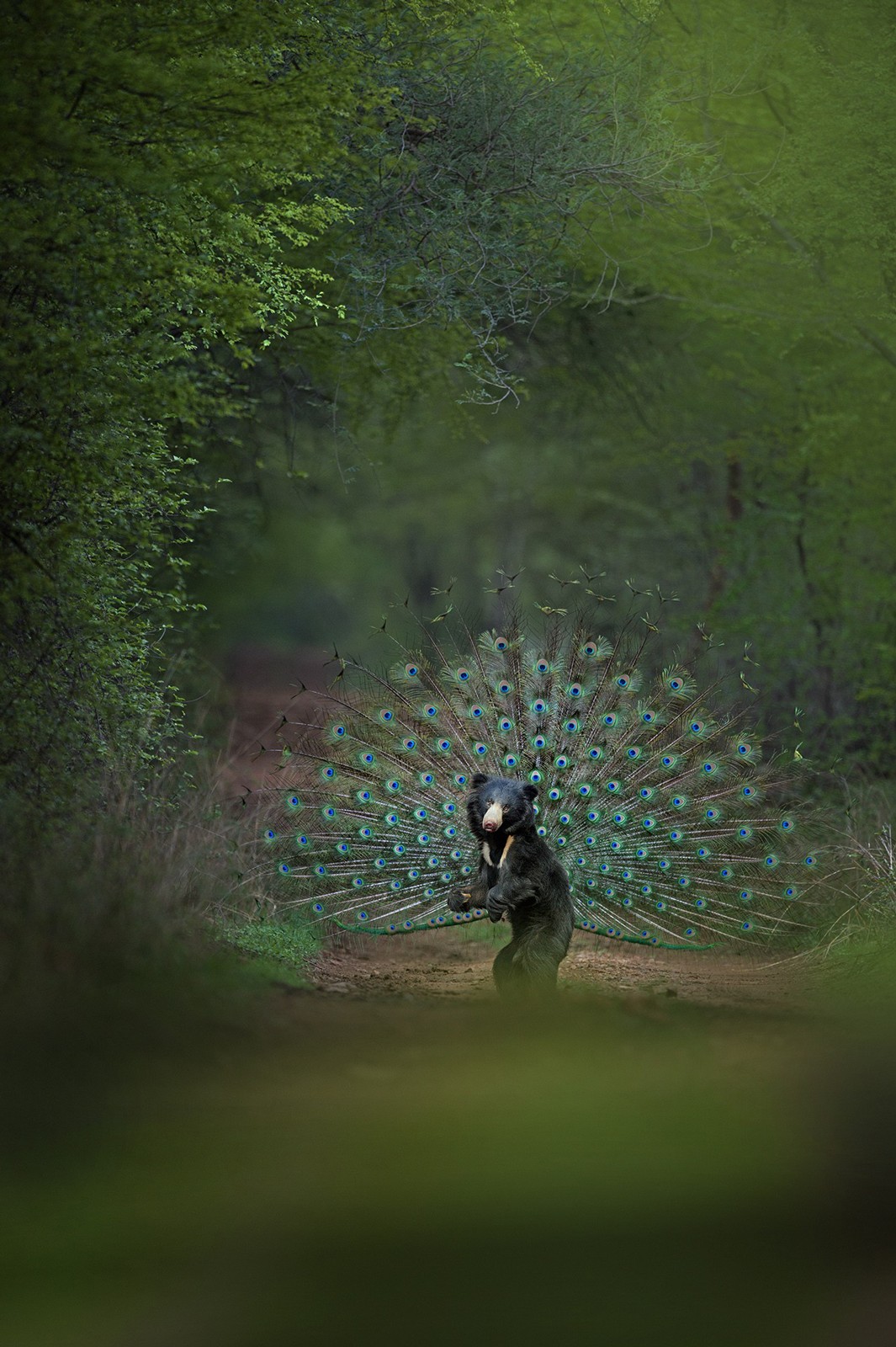 - Nature inFocus Photography Awards 2019: The Winners | Nature inFocus