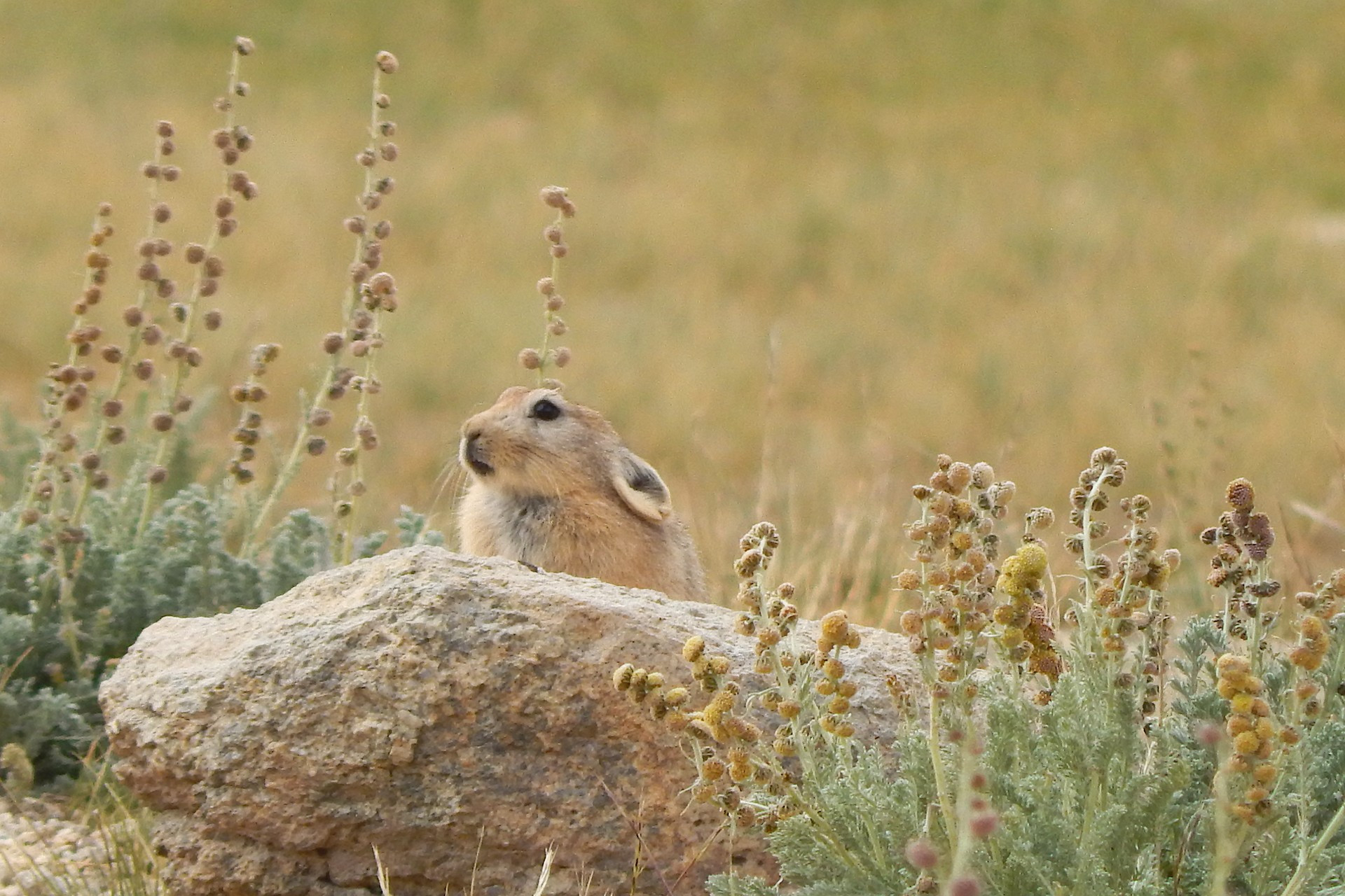 Ladakh Pika is the largest Indian pikas