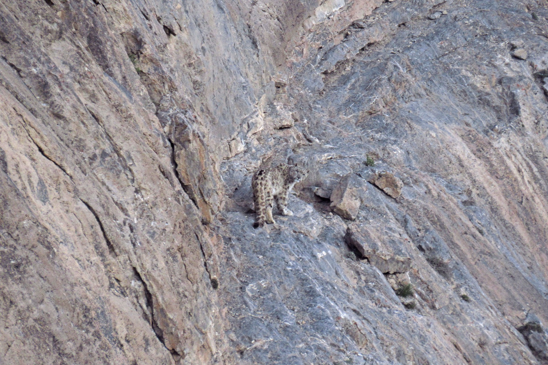 Camera trap photograph of a Snow Leopard from Himachal Pradesh