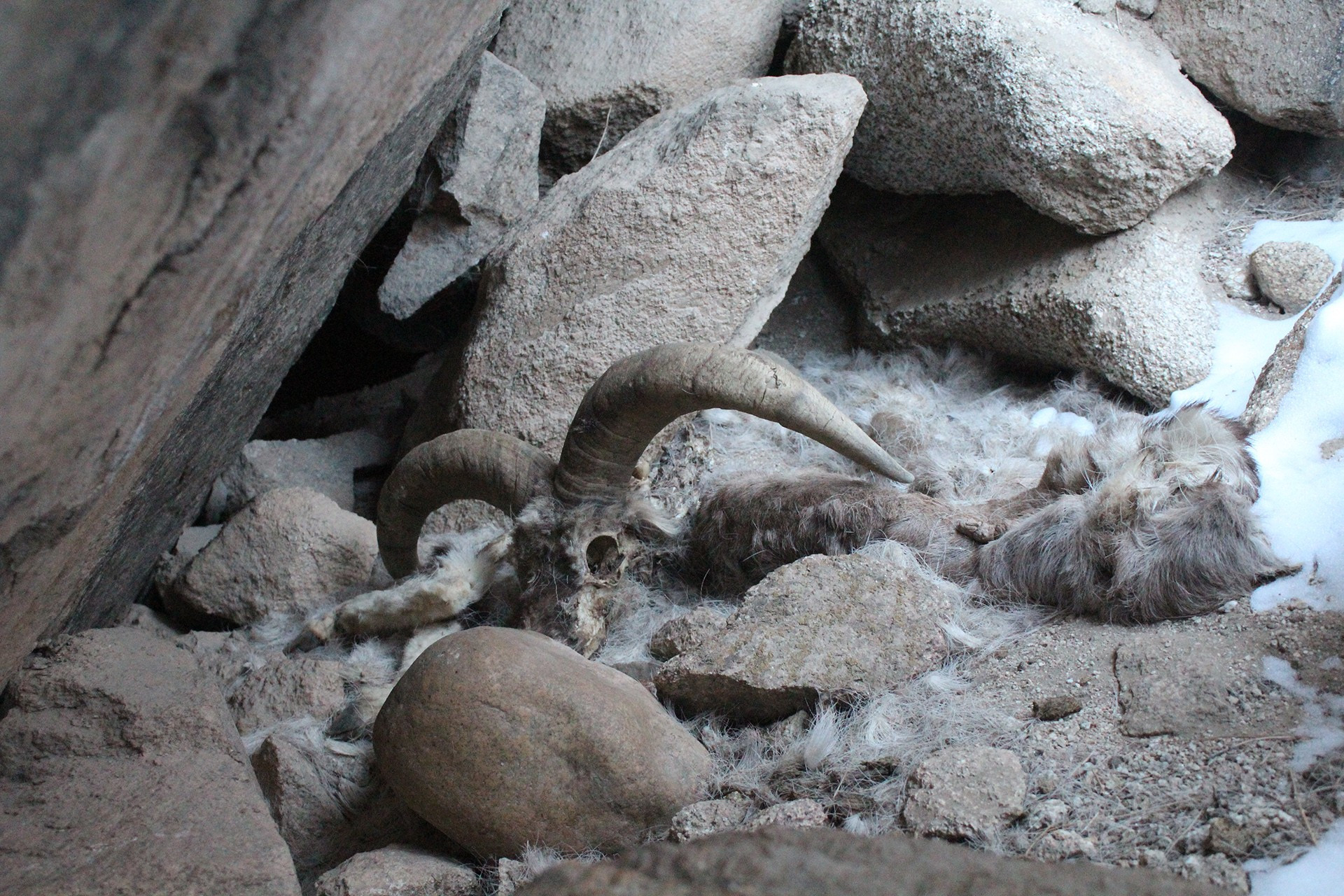 Blue Sheep carcass near Hemya, Ladakh