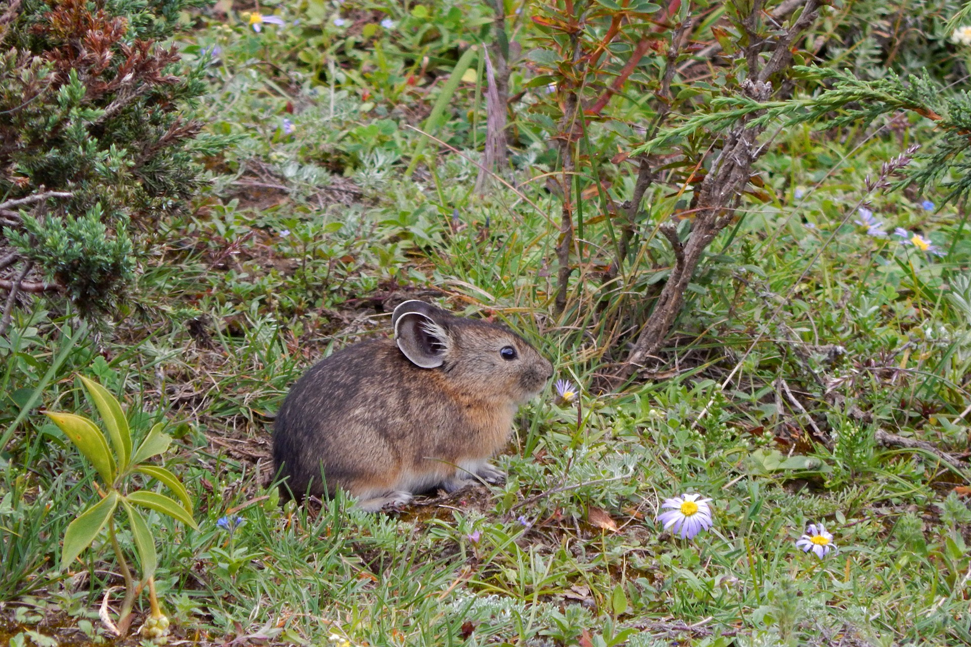 Nubra Pika