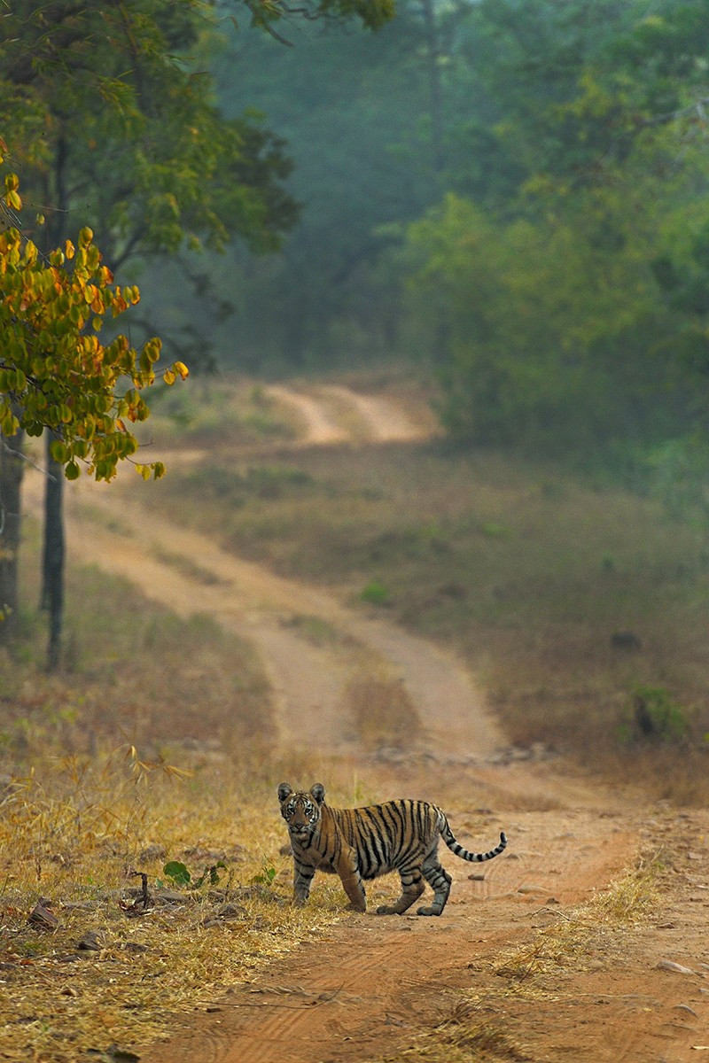   future ruler | Nature Infocus