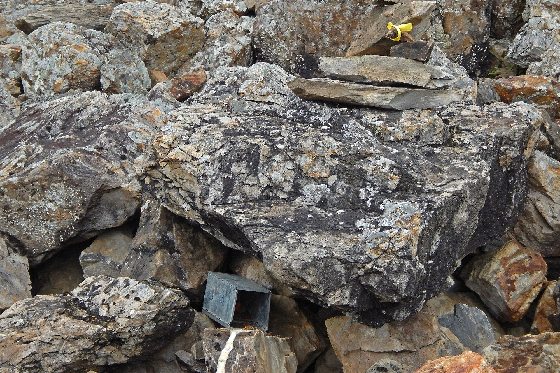 A trap to capture pikas for scientific studies