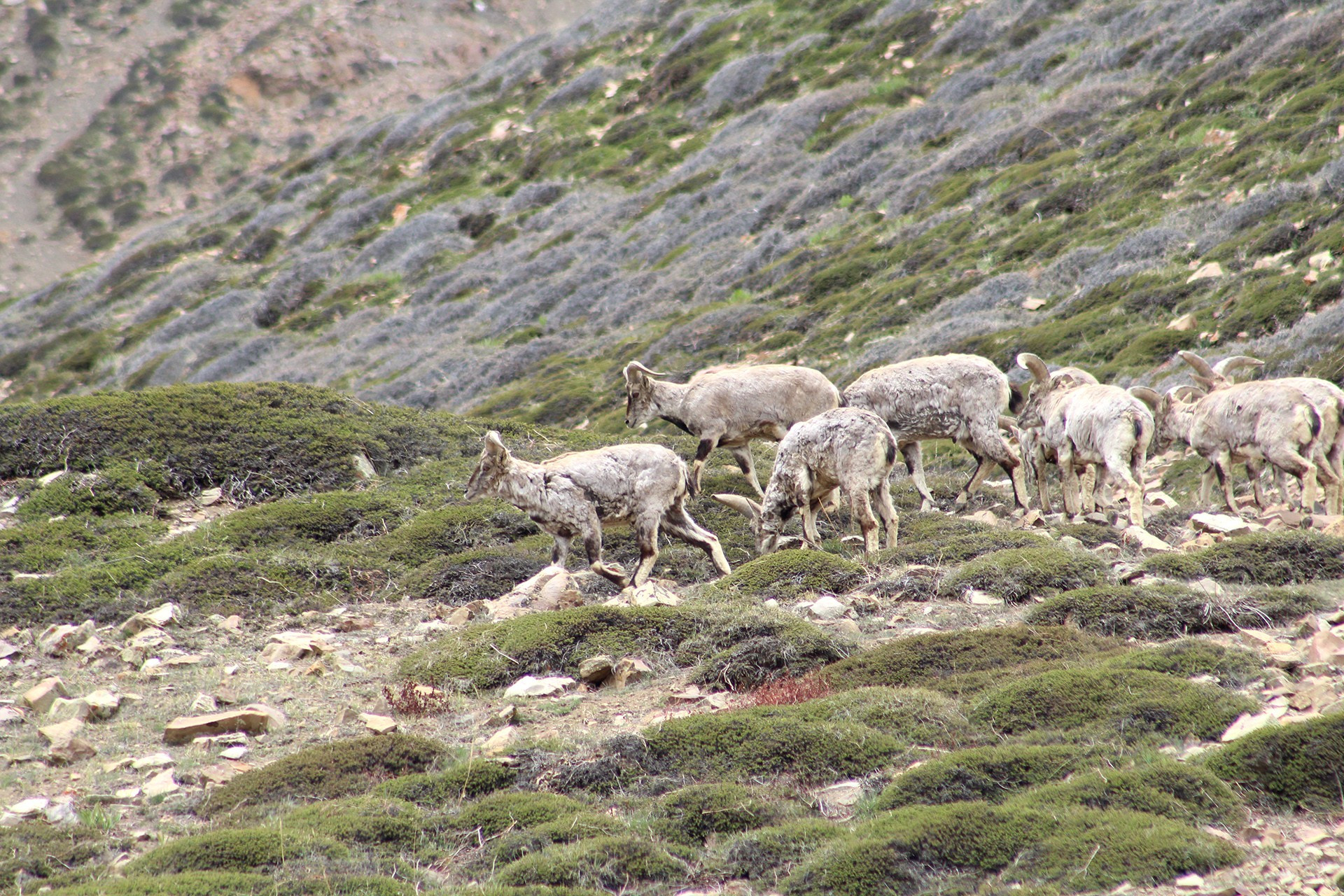 all-male Blue Sheep herd in Spiti Valley